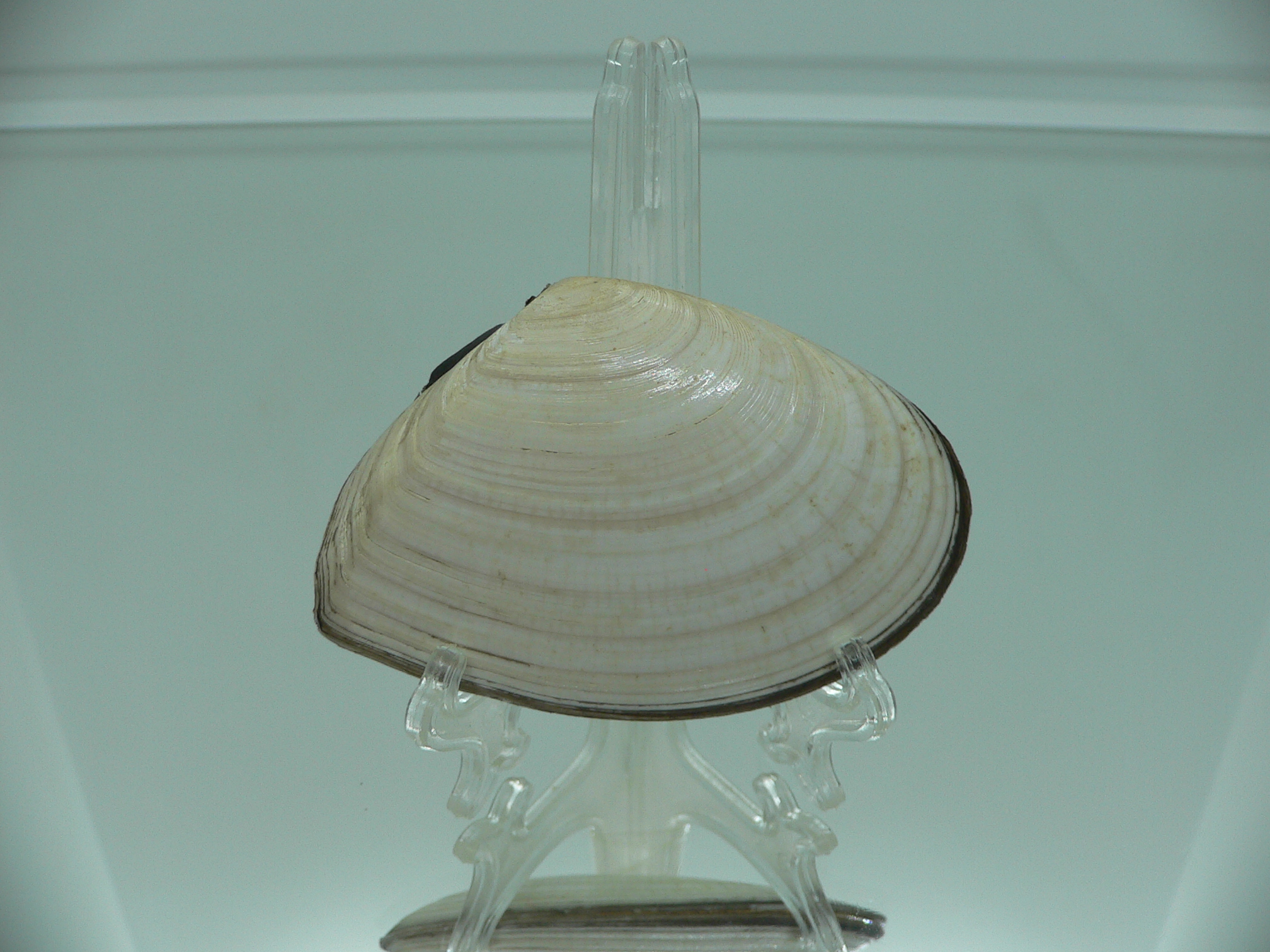 Peronidia venulosa 2