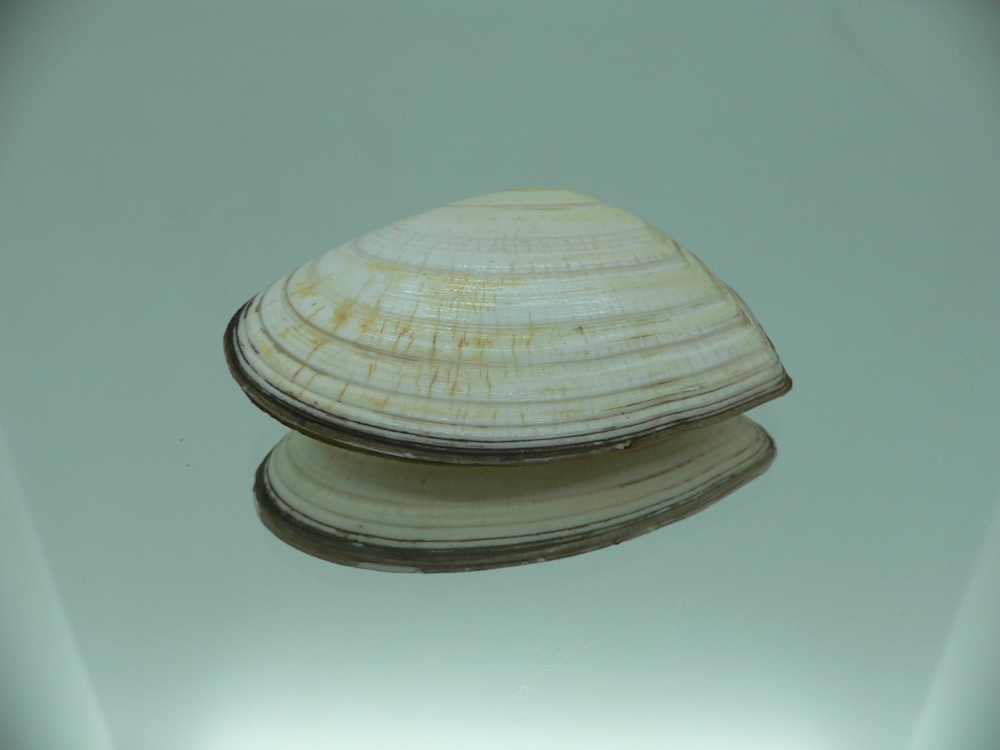 Peronidia venulosa 2