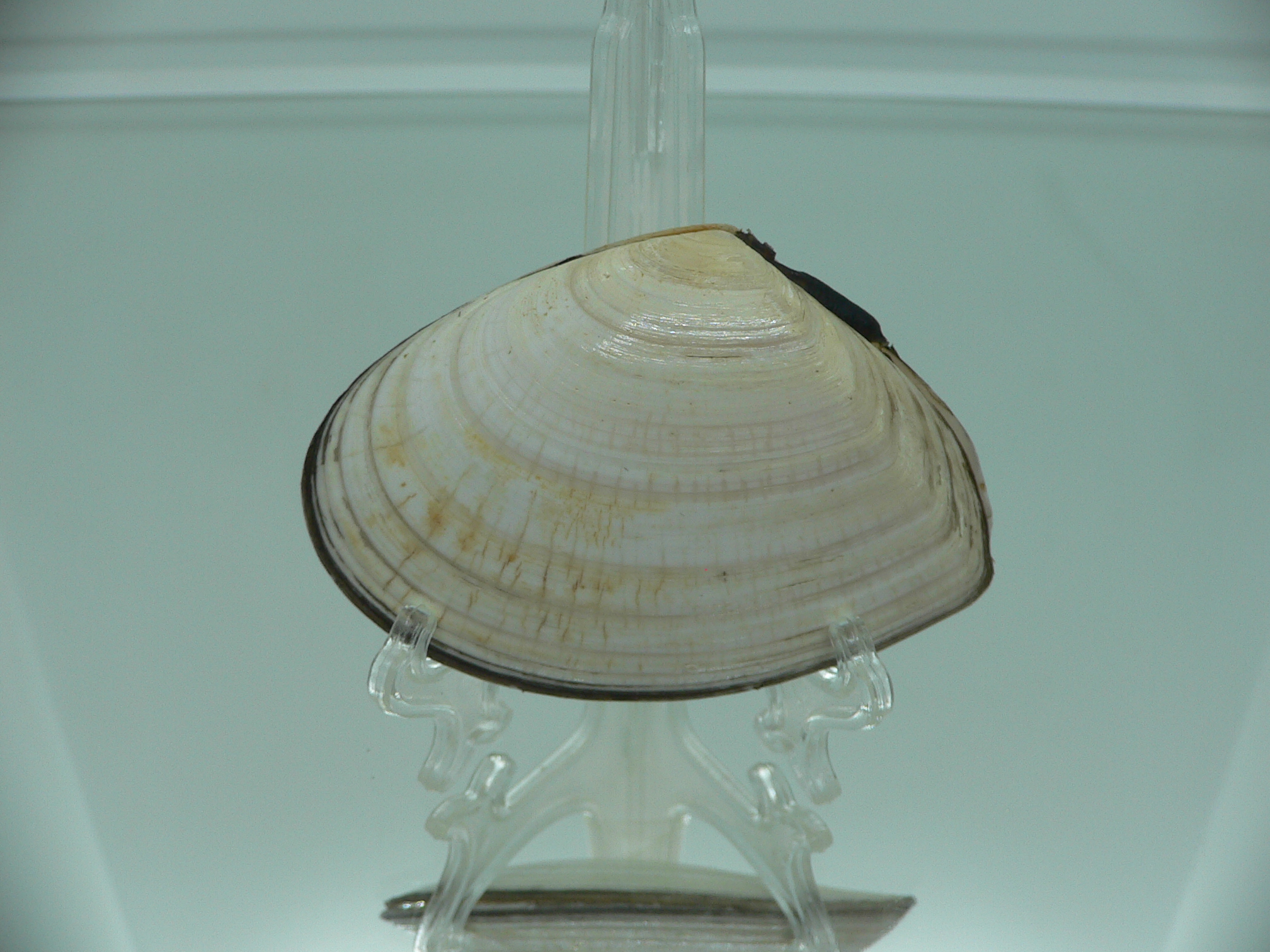 Peronidia venulosa 2