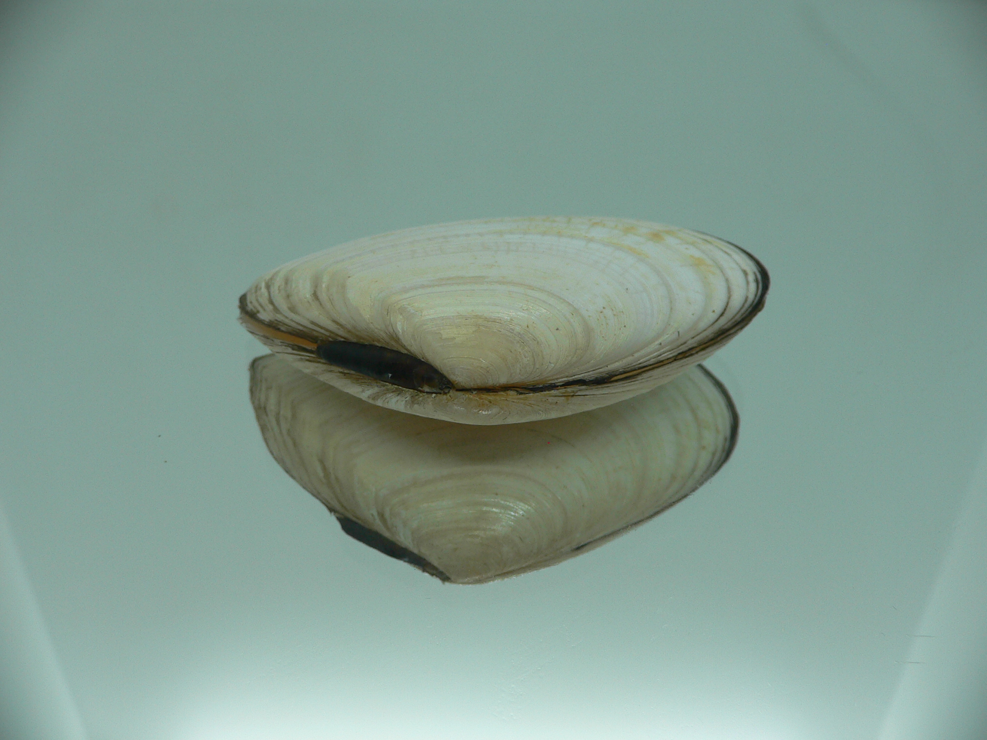 Peronidia venulosa 2
