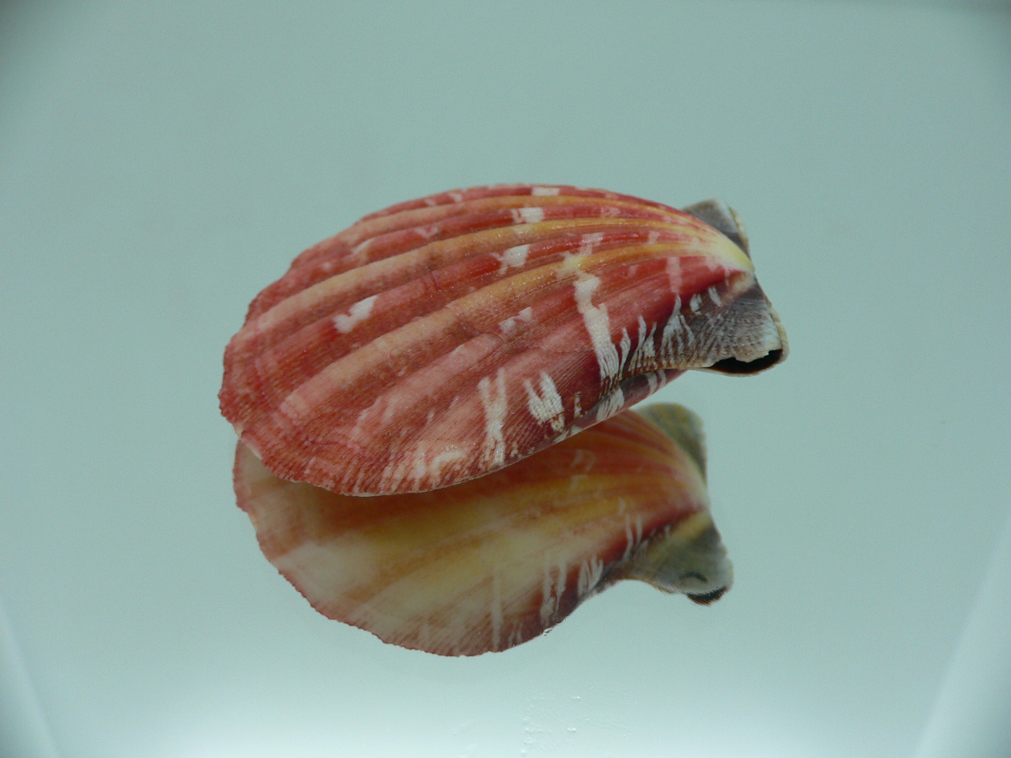 Bractechlamys vexillum BIG