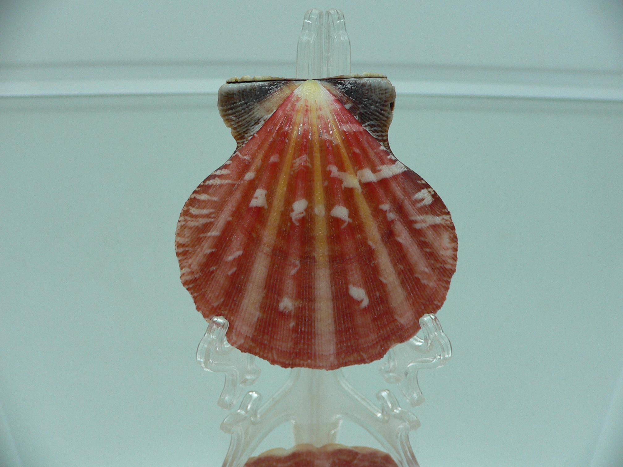 Bractechlamys vexillum BIG