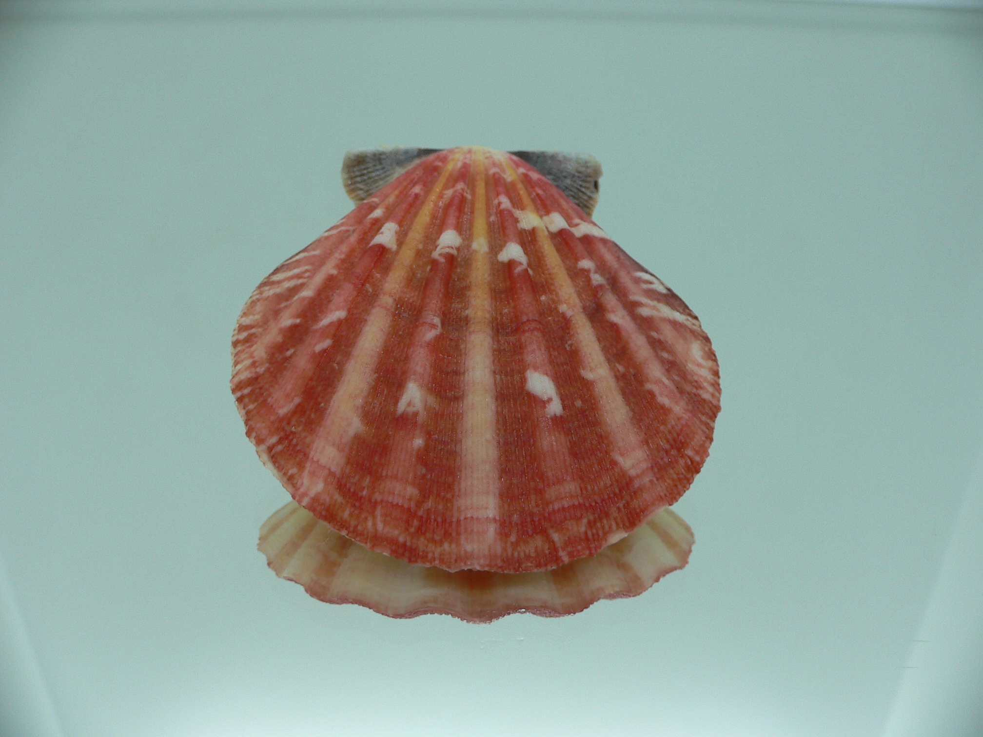 Bractechlamys vexillum BIG