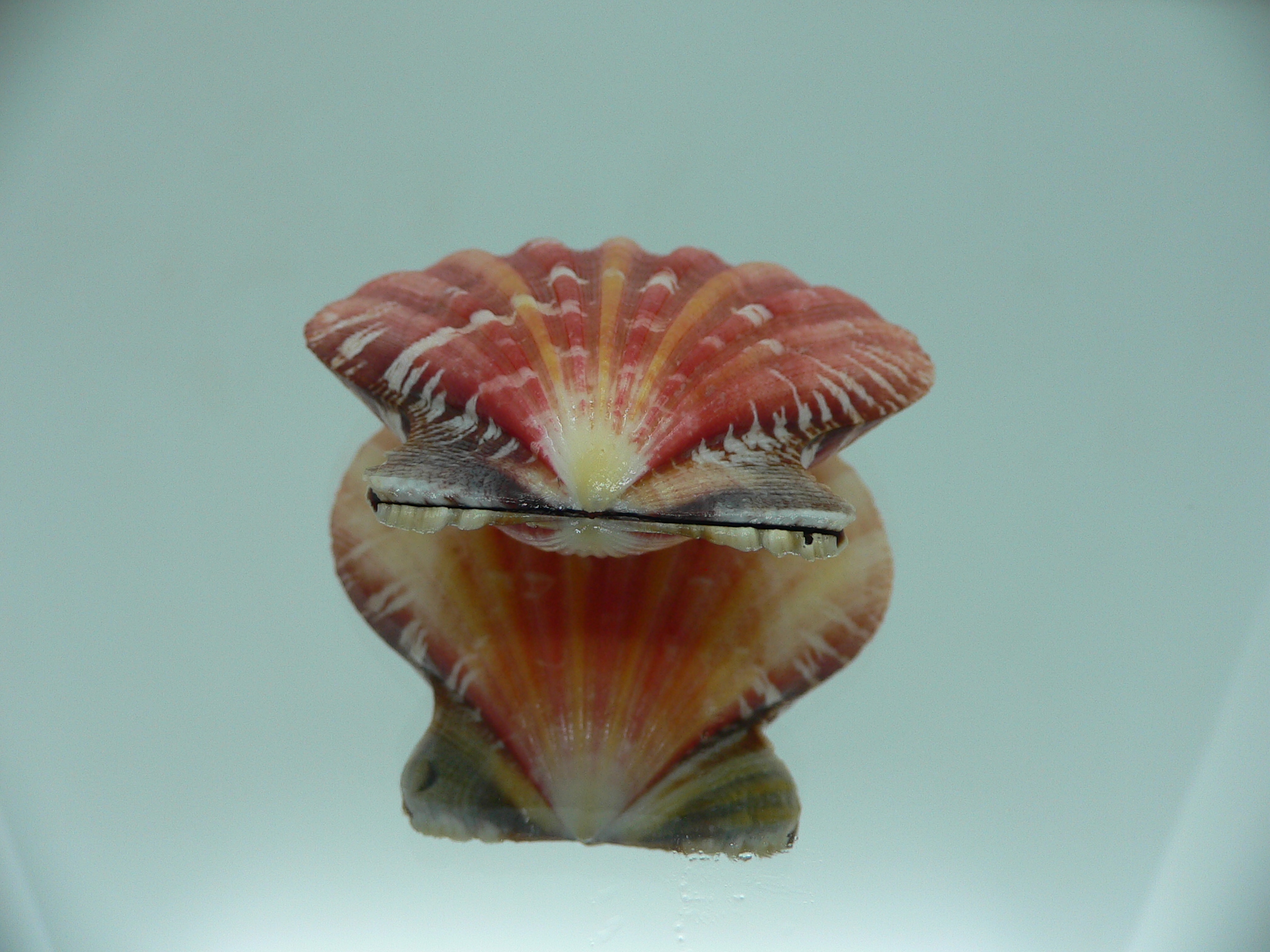 Bractechlamys vexillum BIG