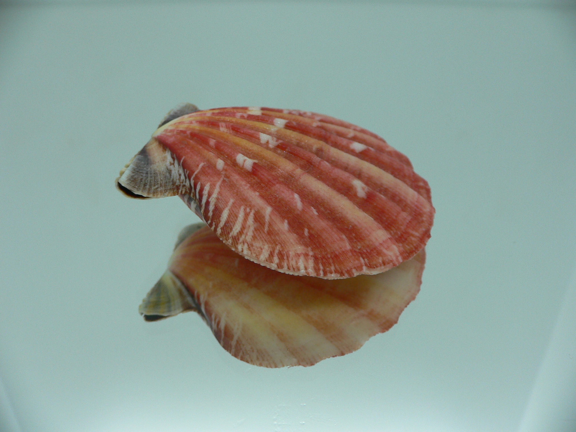 Bractechlamys vexillum BIG