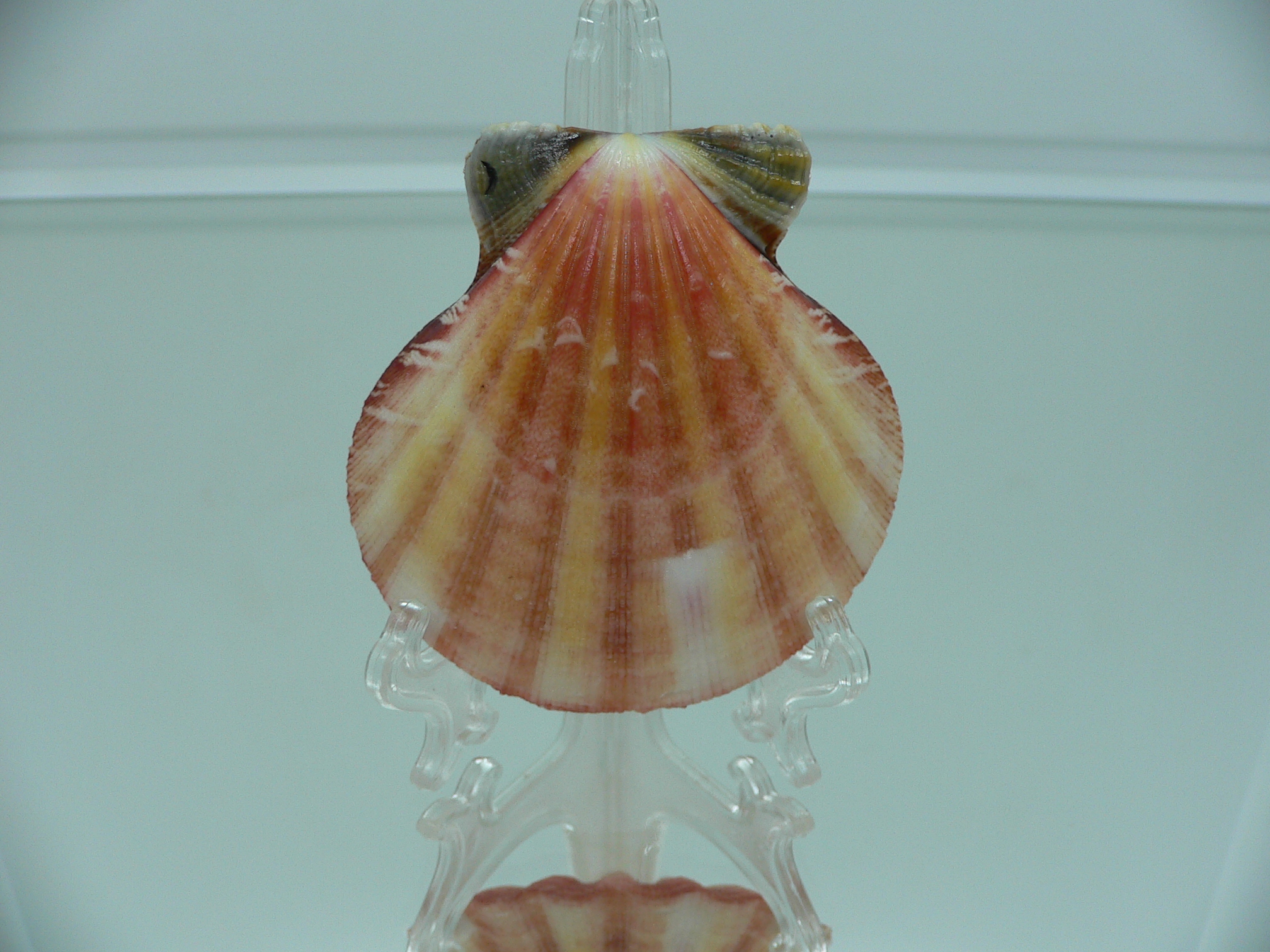 Bractechlamys vexillum BIG