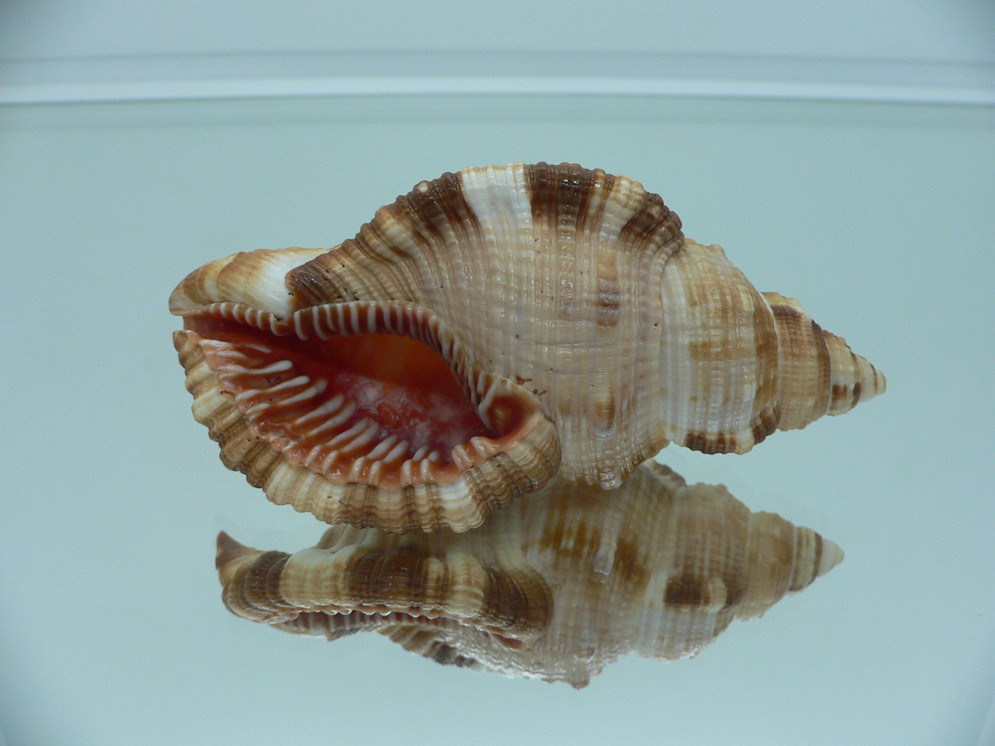 Monoplex pilearis