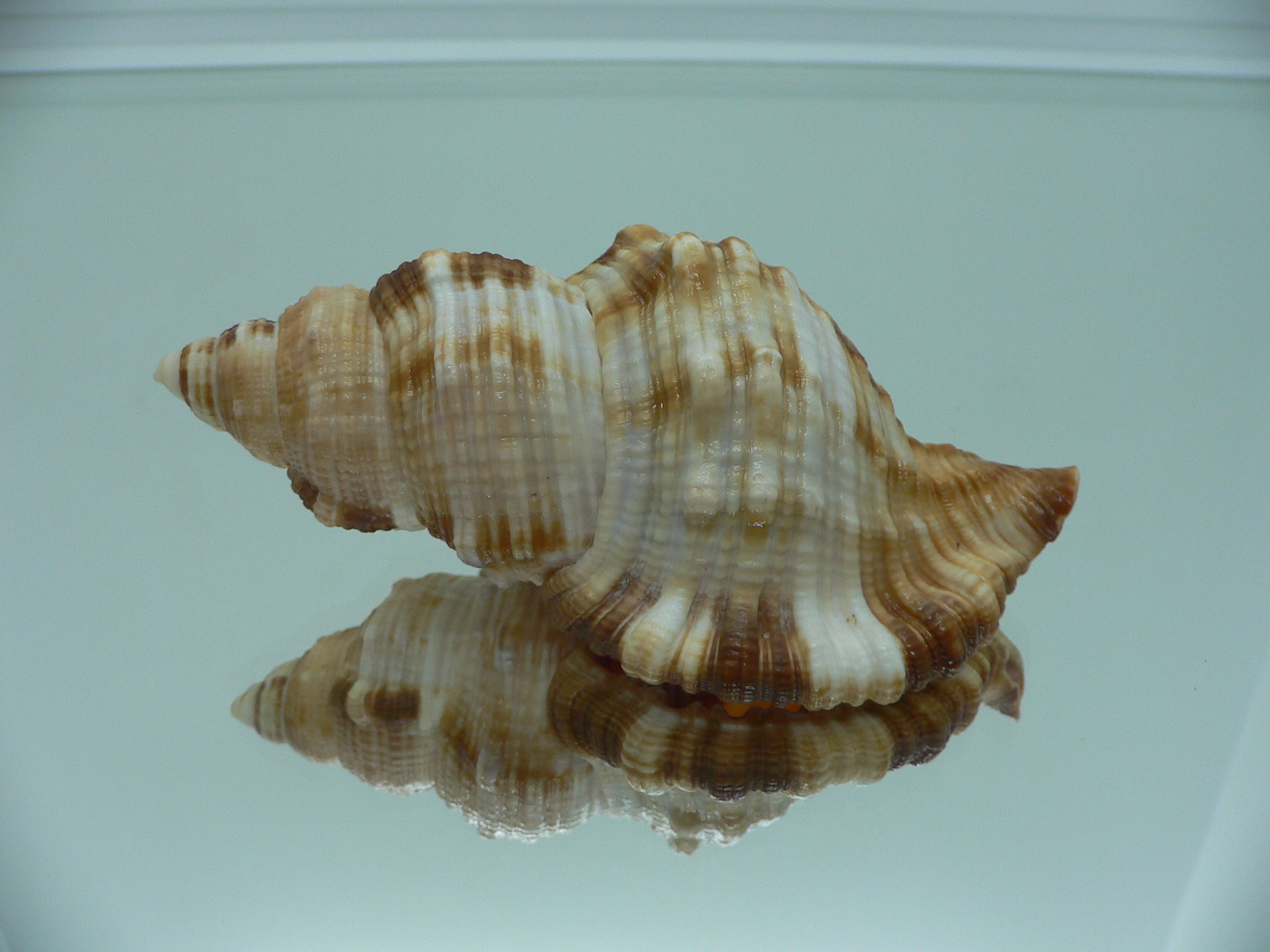 Monoplex pilearis