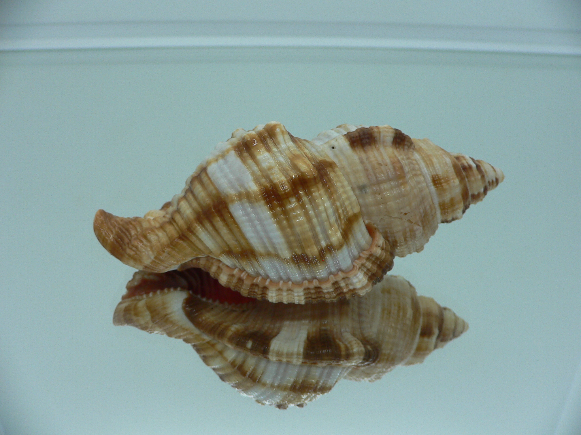 Monoplex pilearis