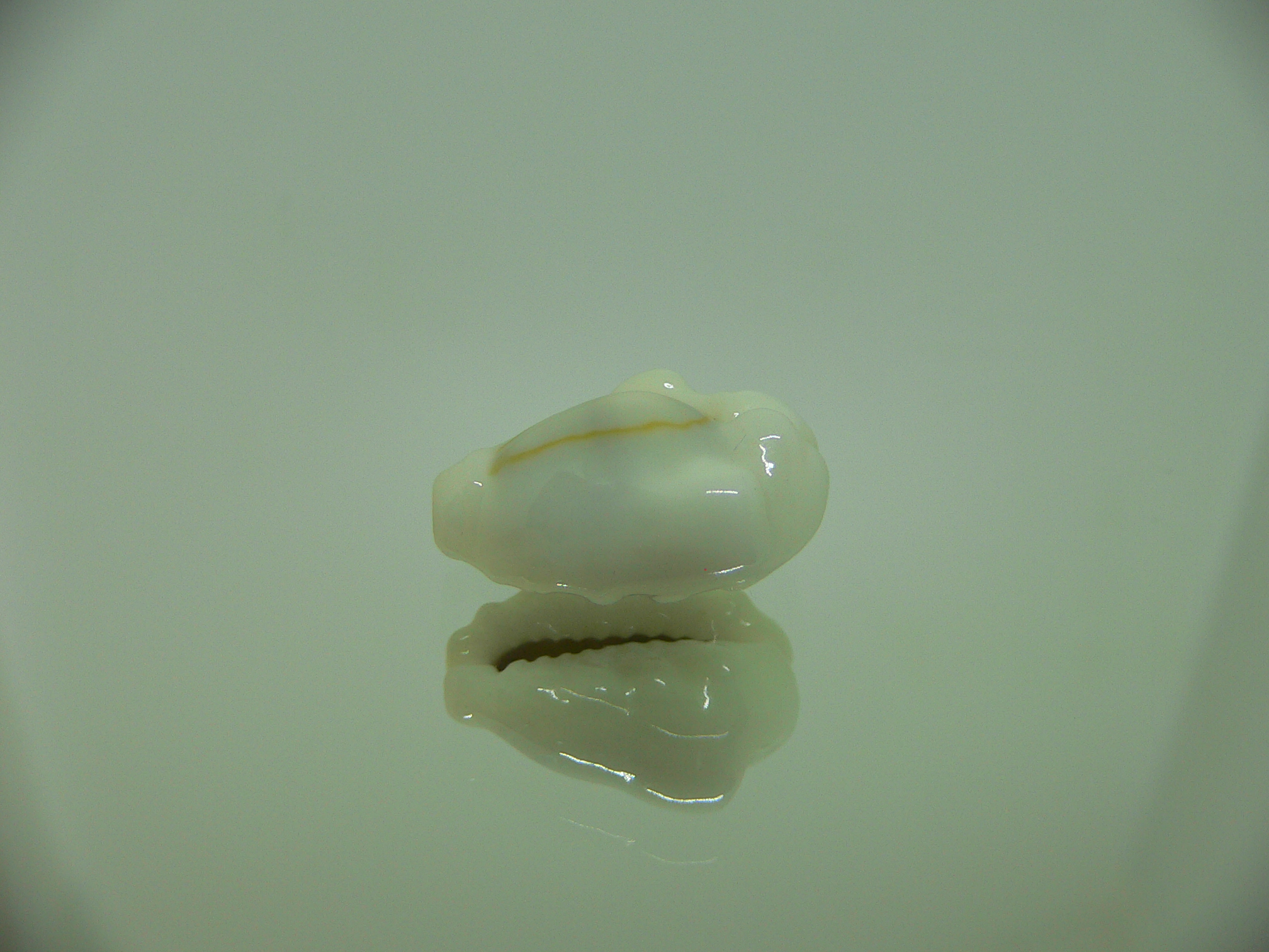 Cypraea moneta barthelemyi (var.) CALLOUSED DWARF