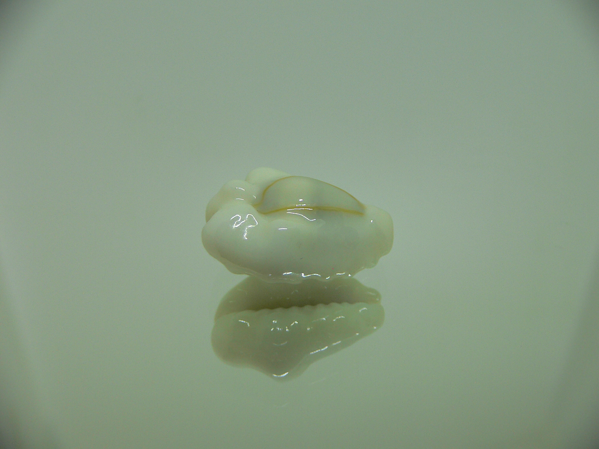 Cypraea moneta barthelemyi (var.) CALLOUSED DWARF