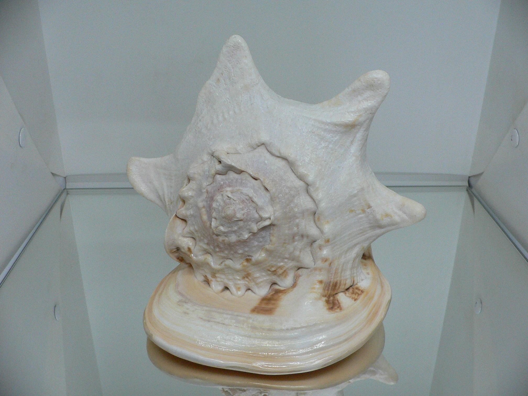 Cassis cornuta САМЕЦ & 4 HORNS