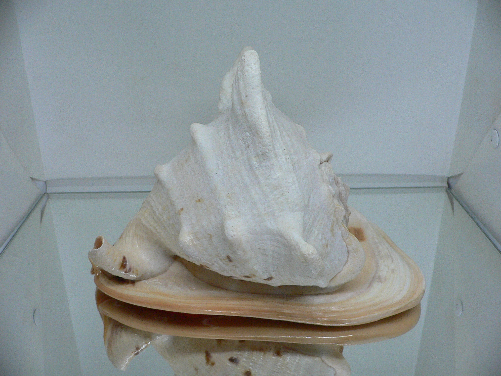 Cassis cornuta САМЕЦ & 4 HORNS