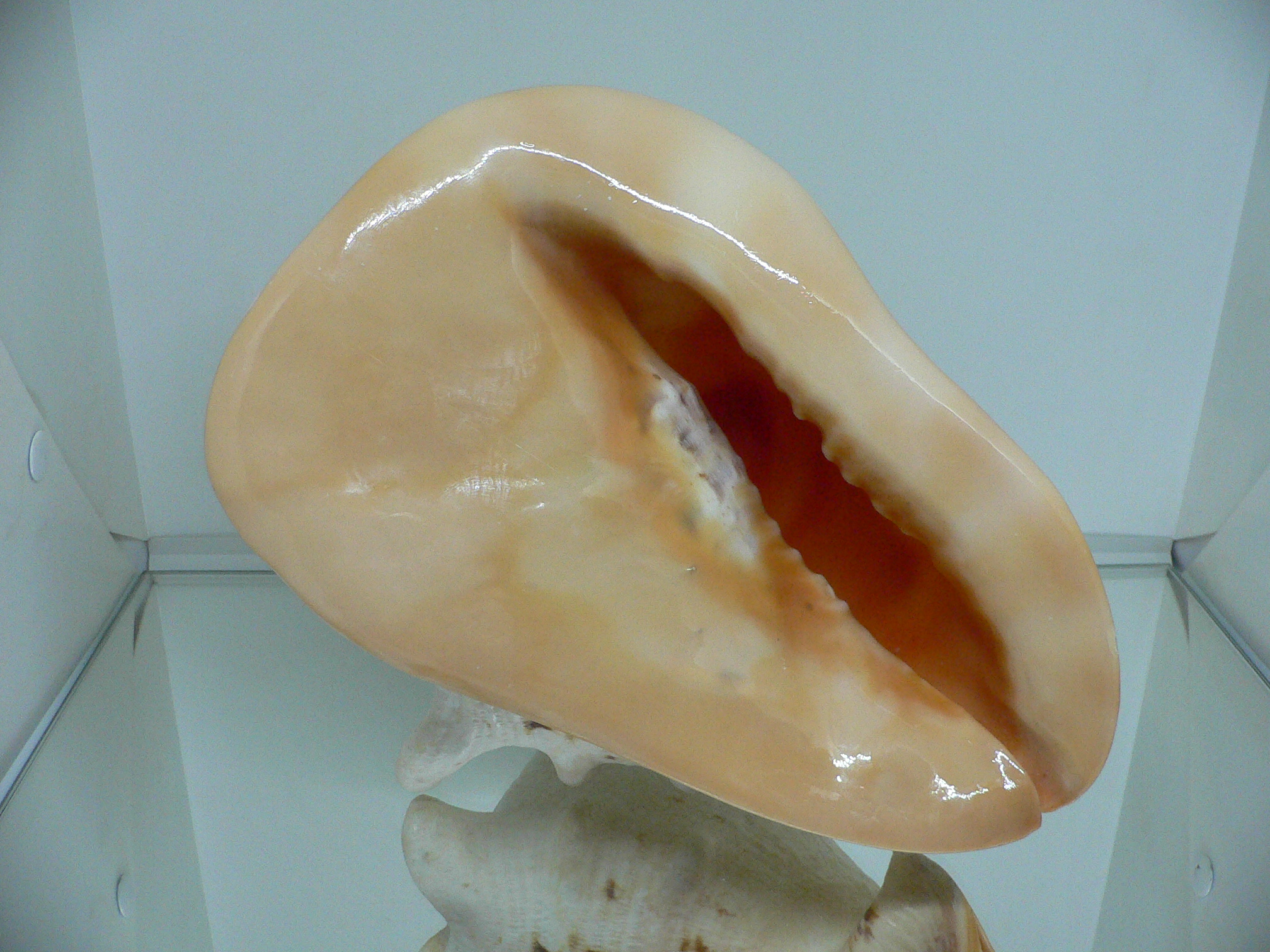 Cassis cornuta САМЕЦ & 4 HORNS