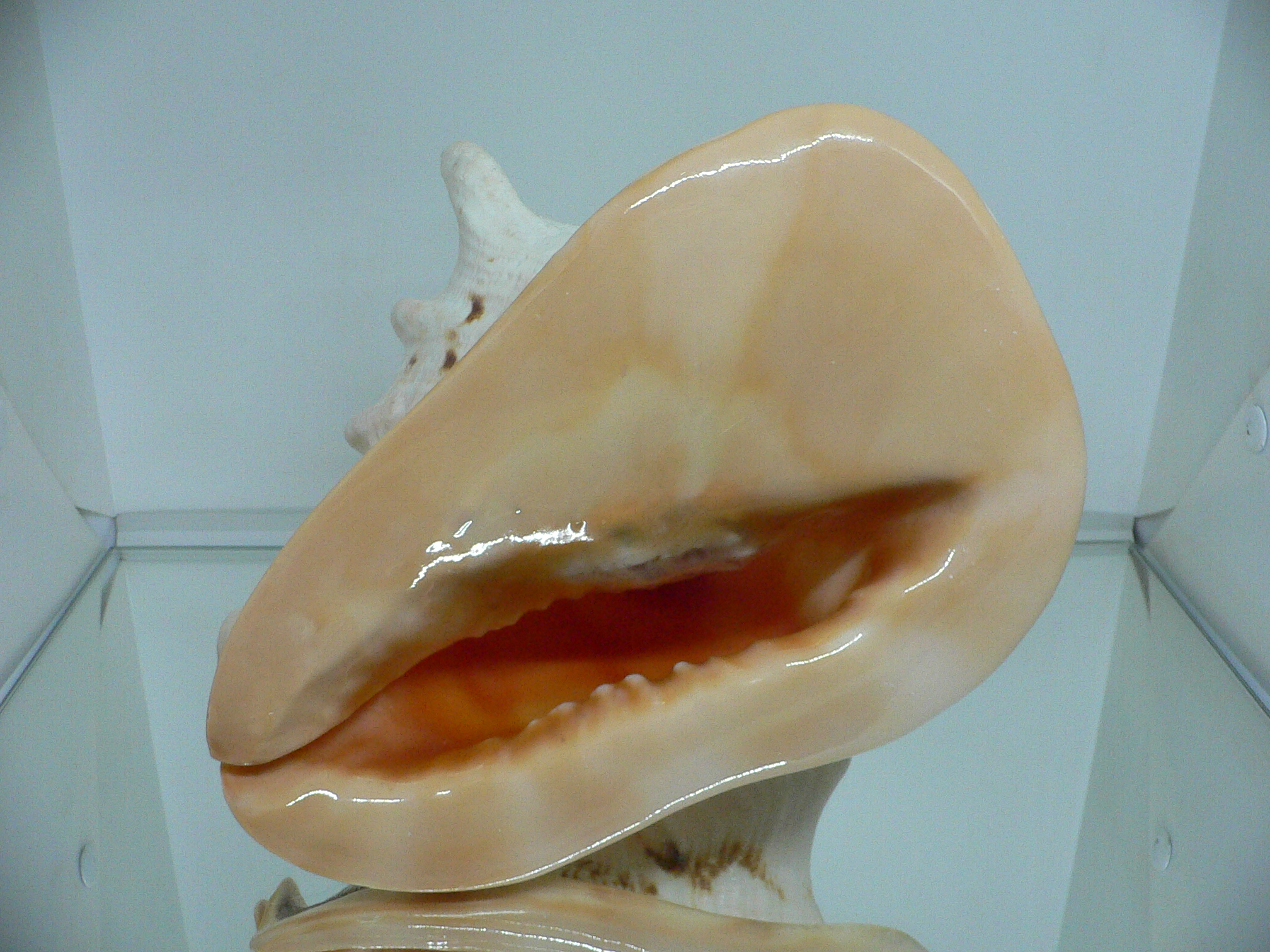 Cassis cornuta САМЕЦ & 4 HORNS