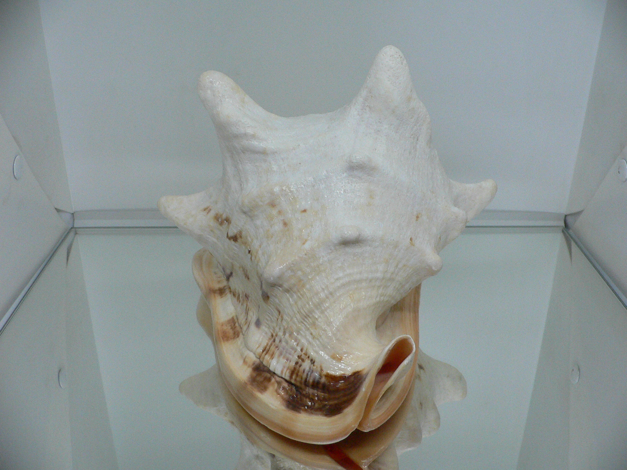 Cassis cornuta САМЕЦ & 4 HORNS