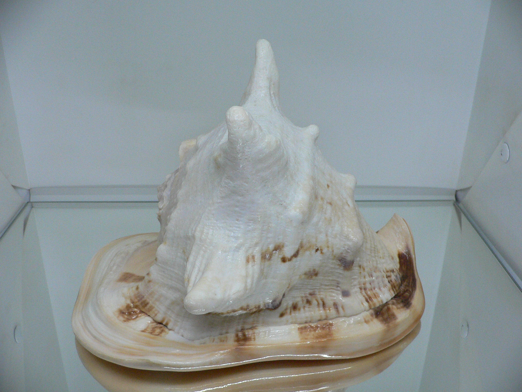 Cassis cornuta САМЕЦ & 4 HORNS