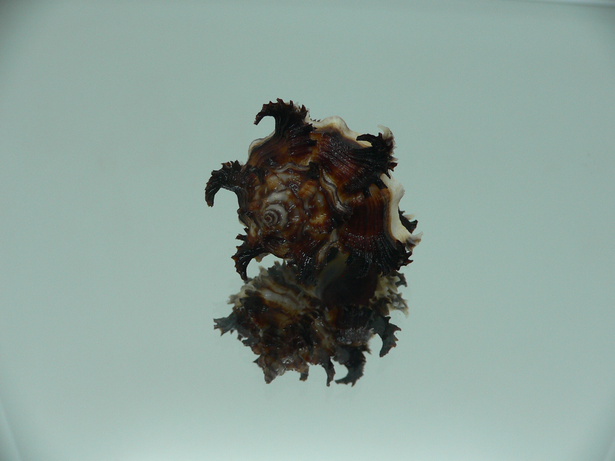 Hexaplex cichoreum cichoreum SUPER DWARF