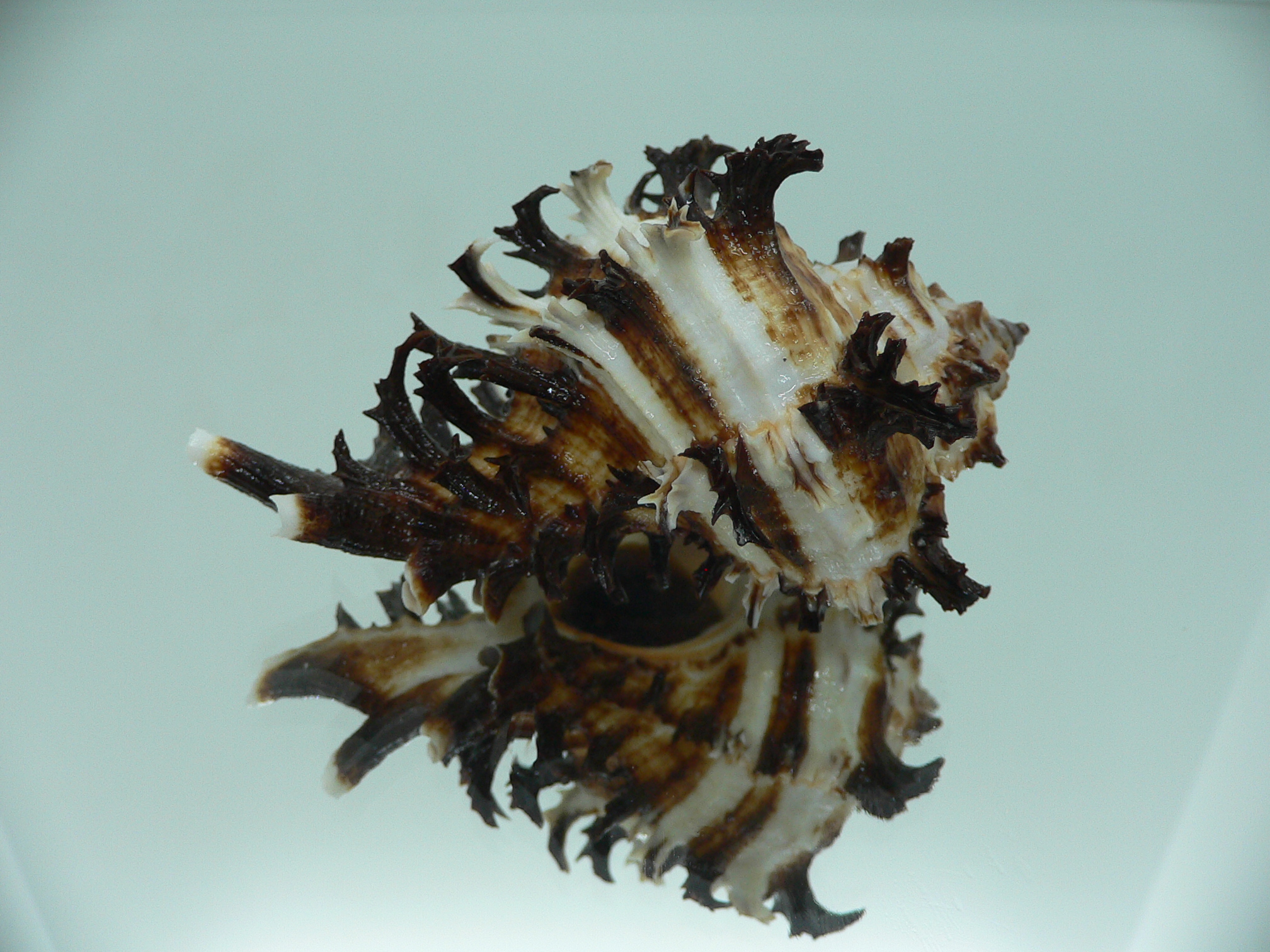 Hexaplex cichoreum cichoreum ELEGANT