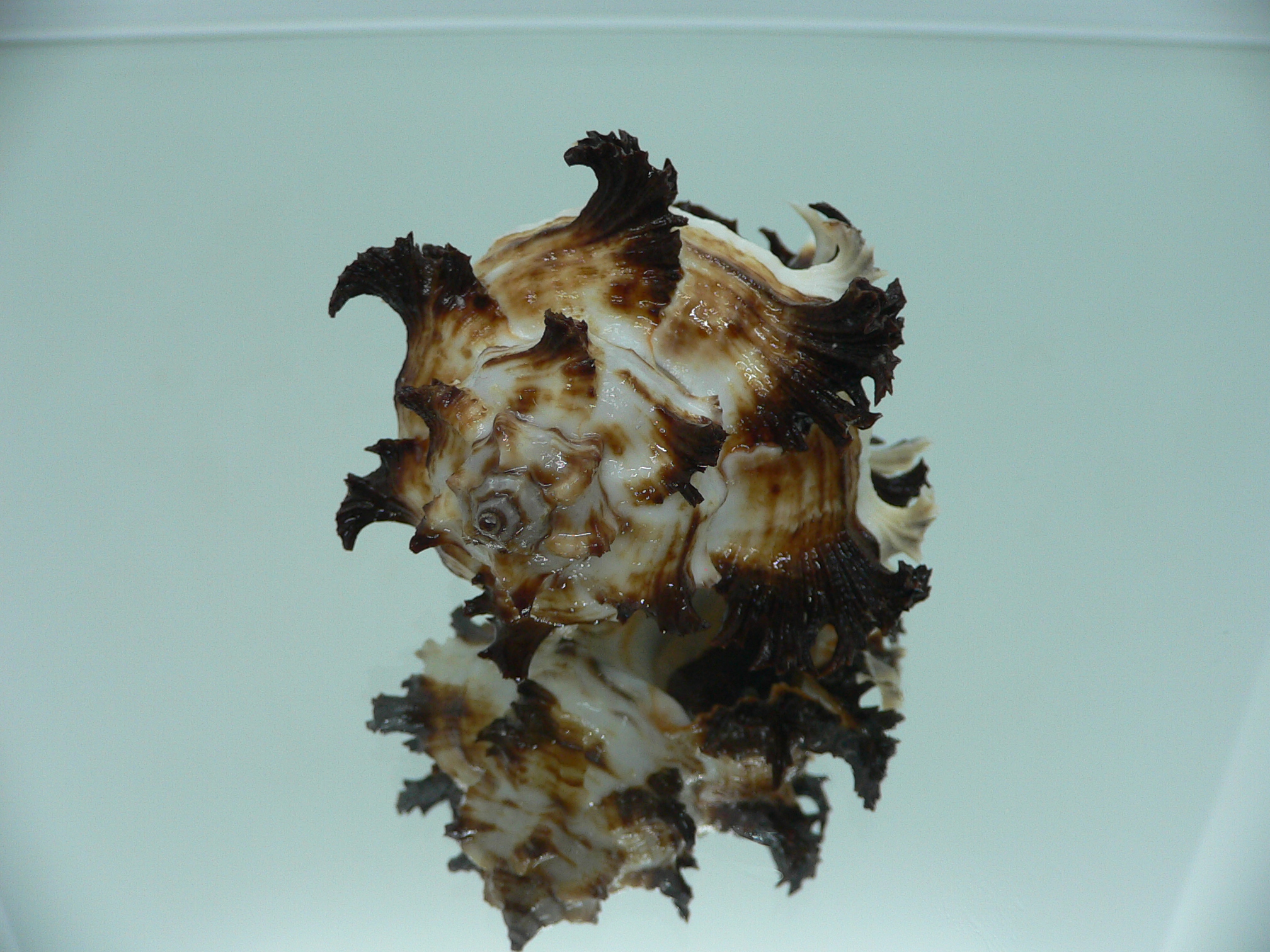 Hexaplex cichoreum cichoreum ELEGANT