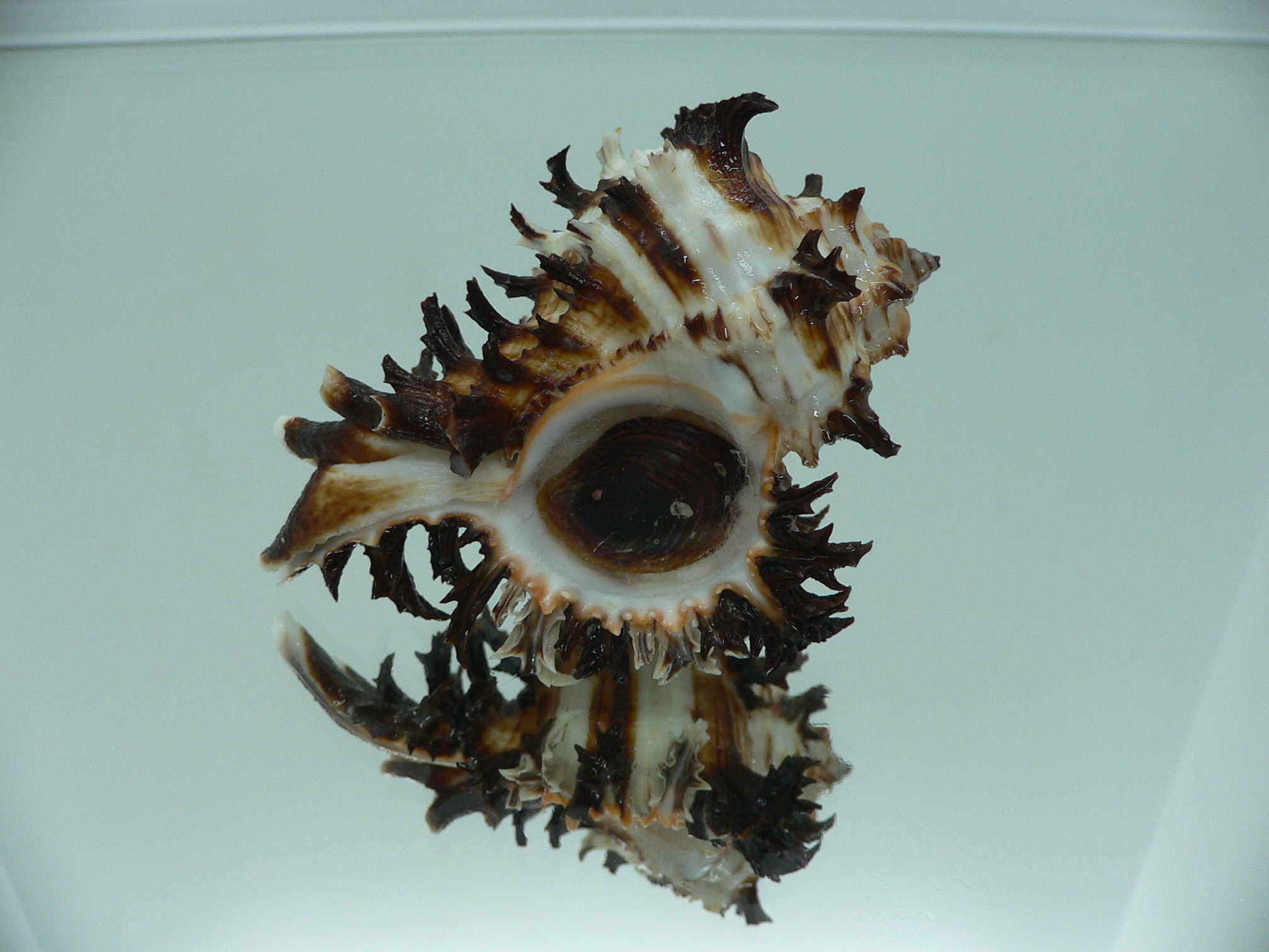 Hexaplex cichoreum cichoreum ELEGANT