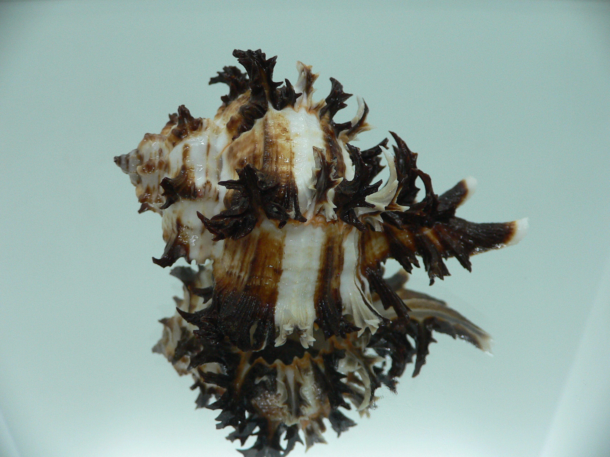 Hexaplex cichoreum cichoreum ELEGANT