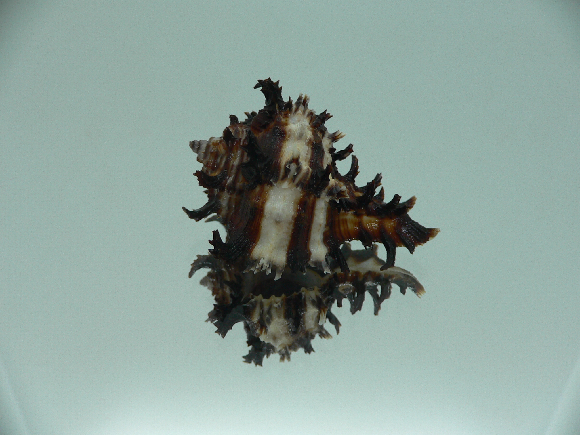 Hexaplex cichoreum cichoreum SUPER DWARF