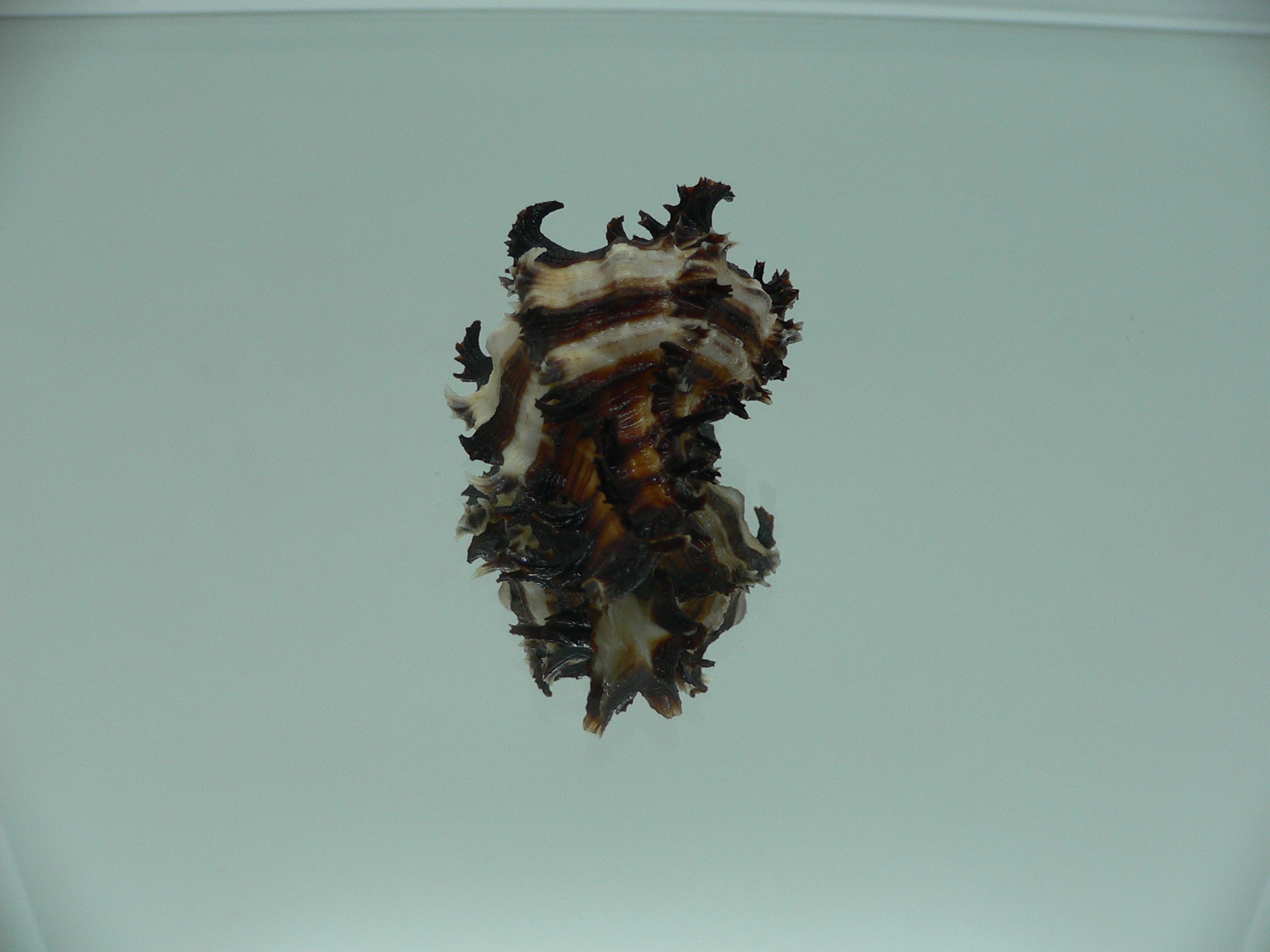 Hexaplex cichoreum cichoreum SUPER DWARF