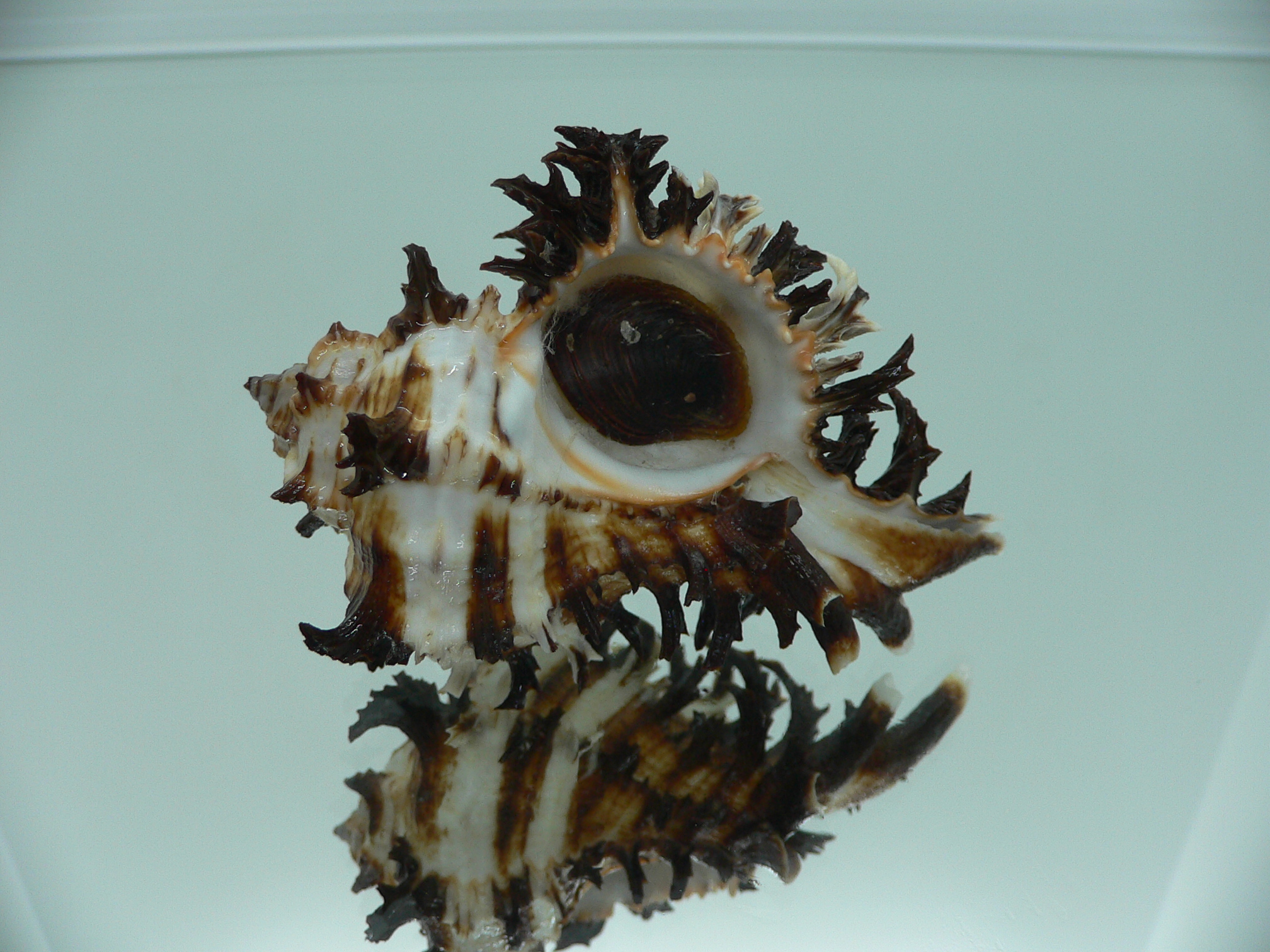 Hexaplex cichoreum cichoreum ELEGANT