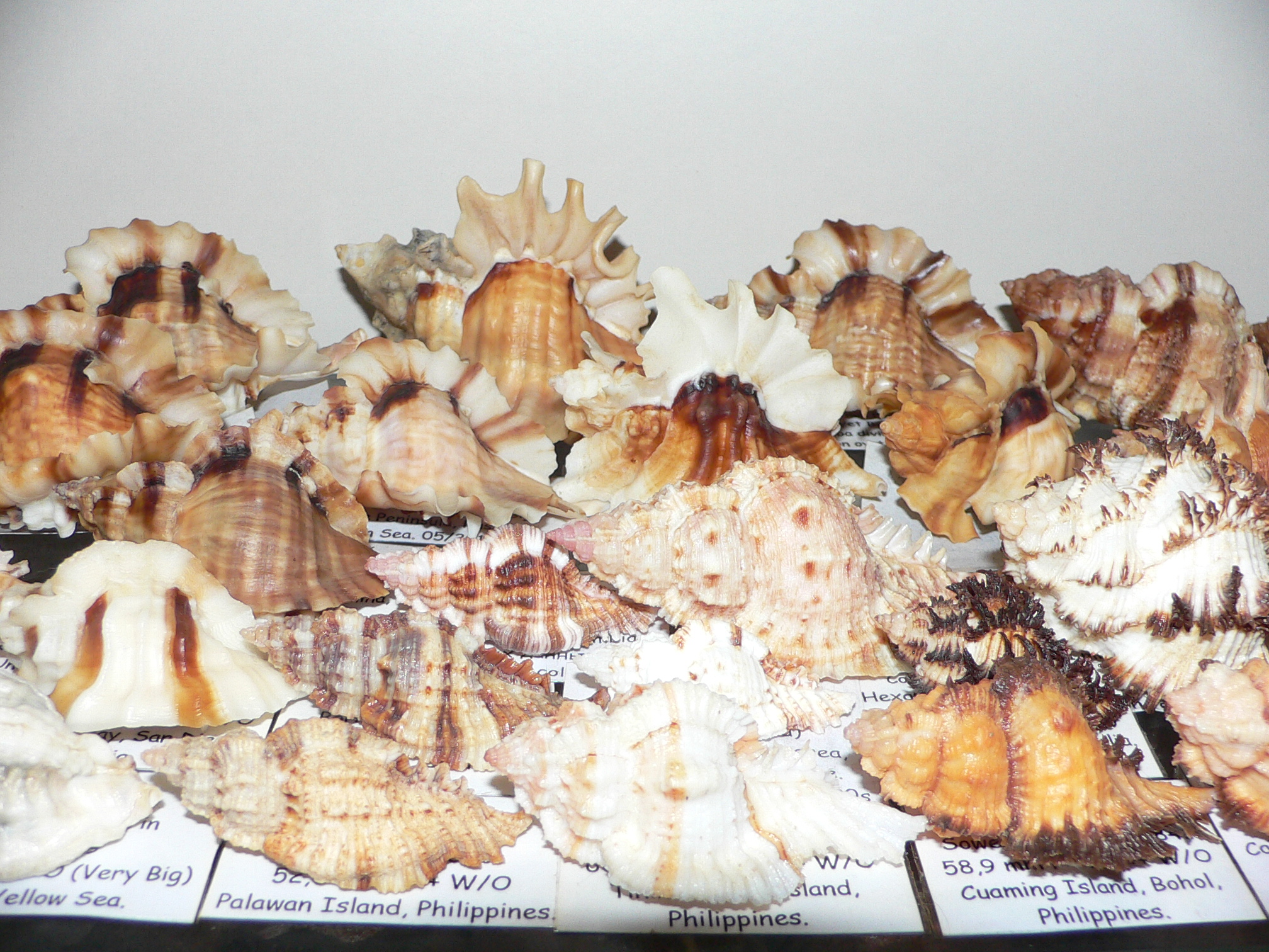 Hexaplex cichoreum cichoreum SUPER DWARF