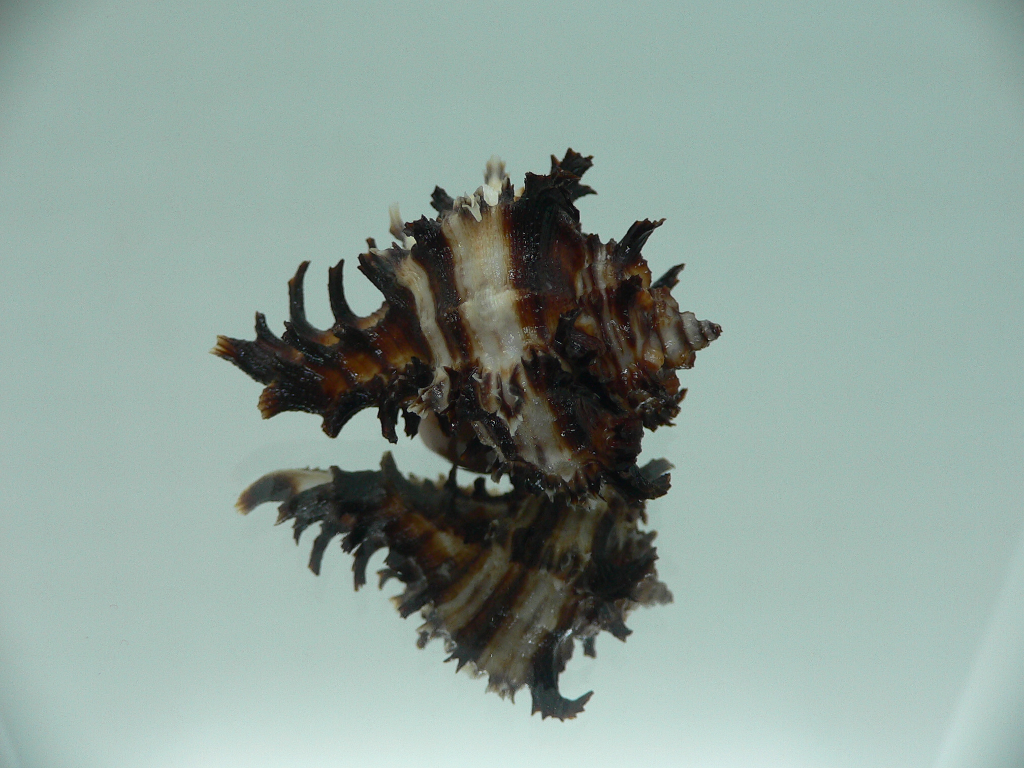 Hexaplex cichoreum cichoreum SUPER DWARF