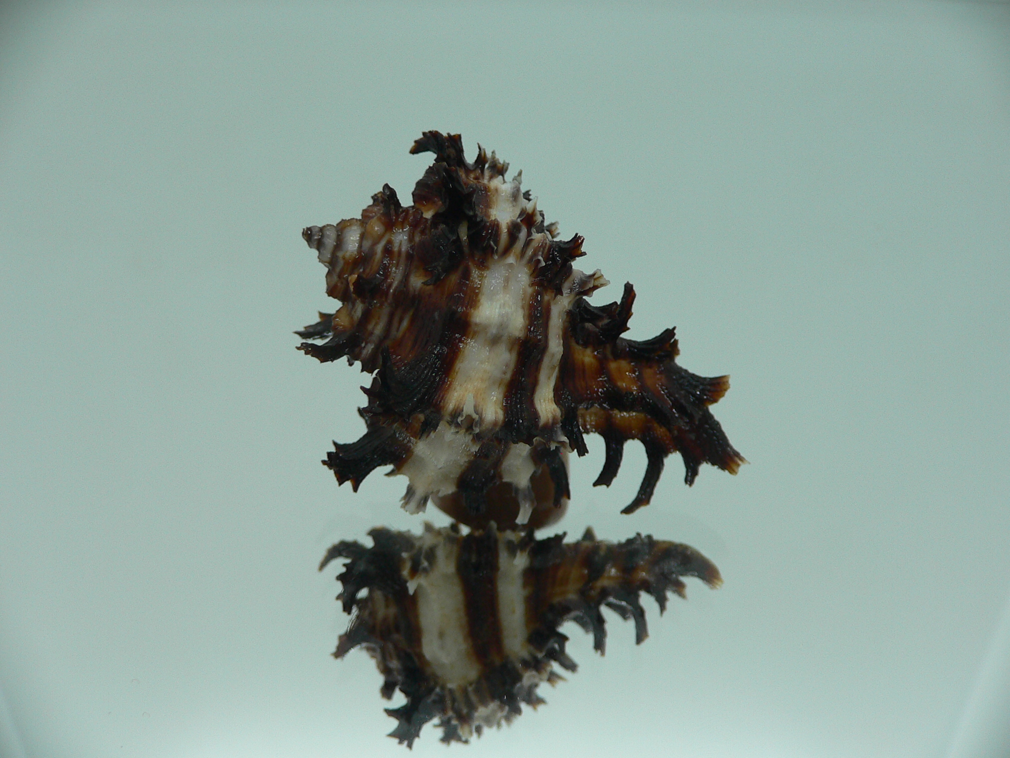 Hexaplex cichoreum cichoreum SUPER DWARF