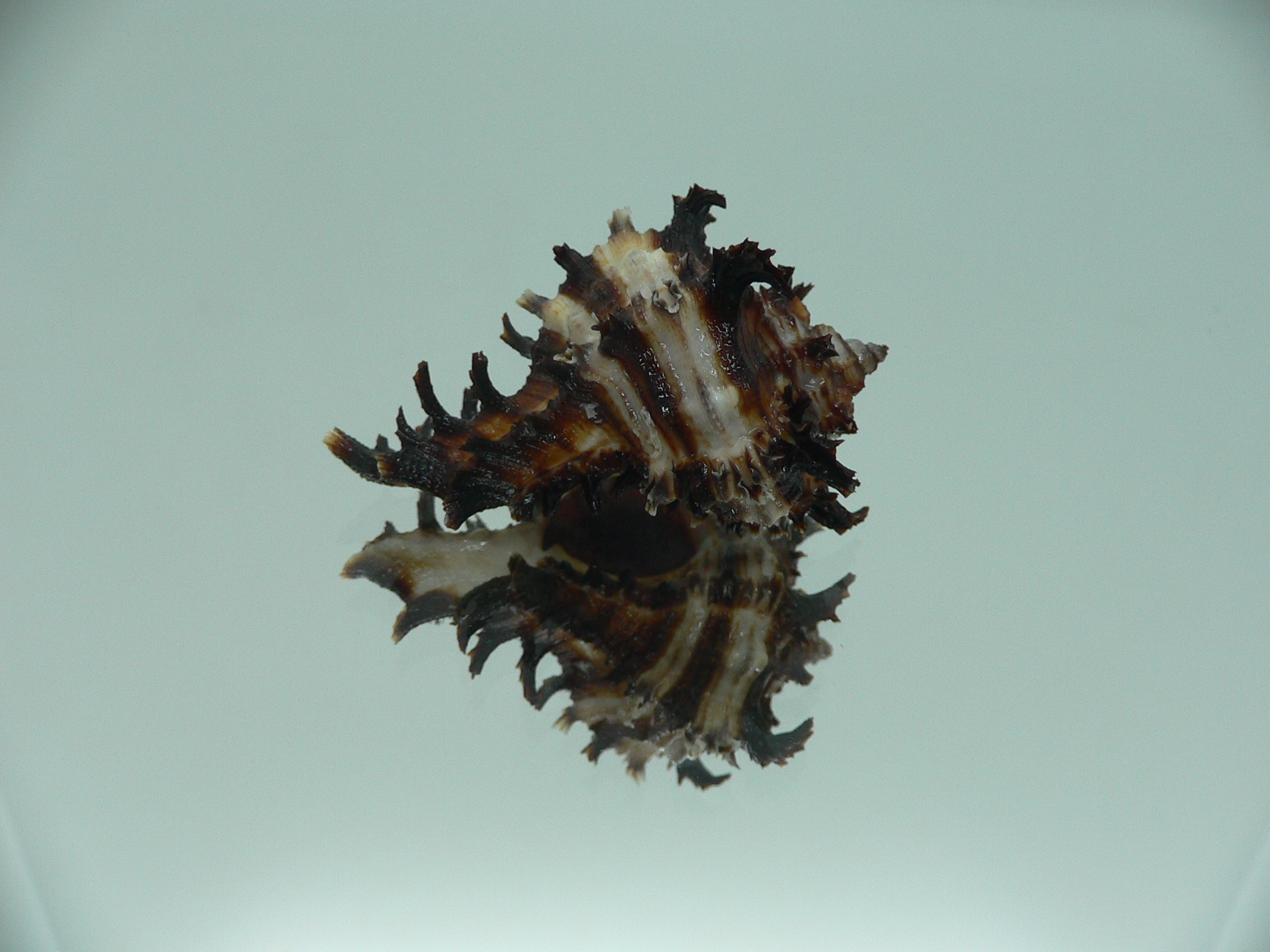Hexaplex cichoreum cichoreum SUPER DWARF