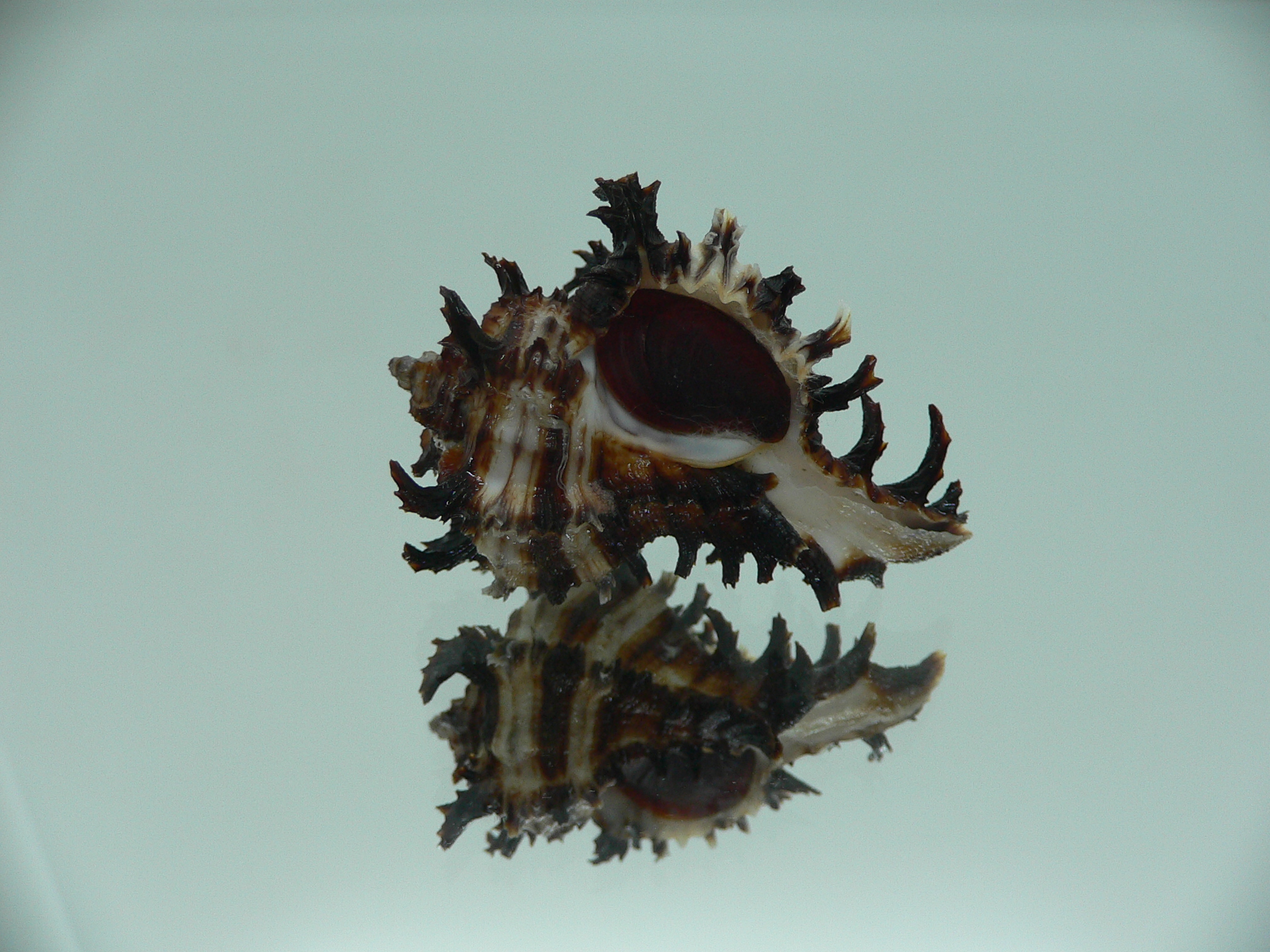 Hexaplex cichoreum cichoreum SUPER DWARF