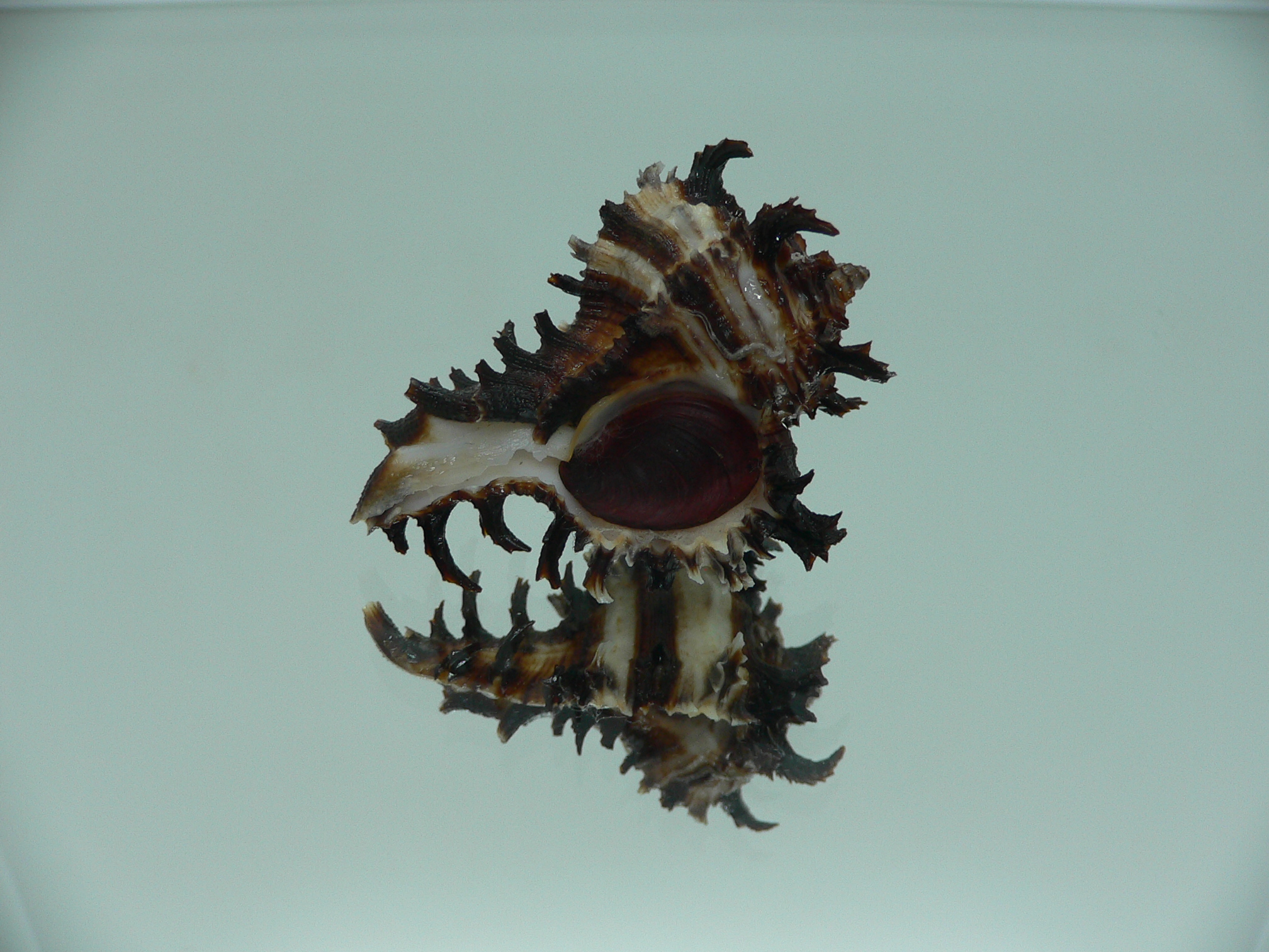 Hexaplex cichoreum cichoreum SUPER DWARF