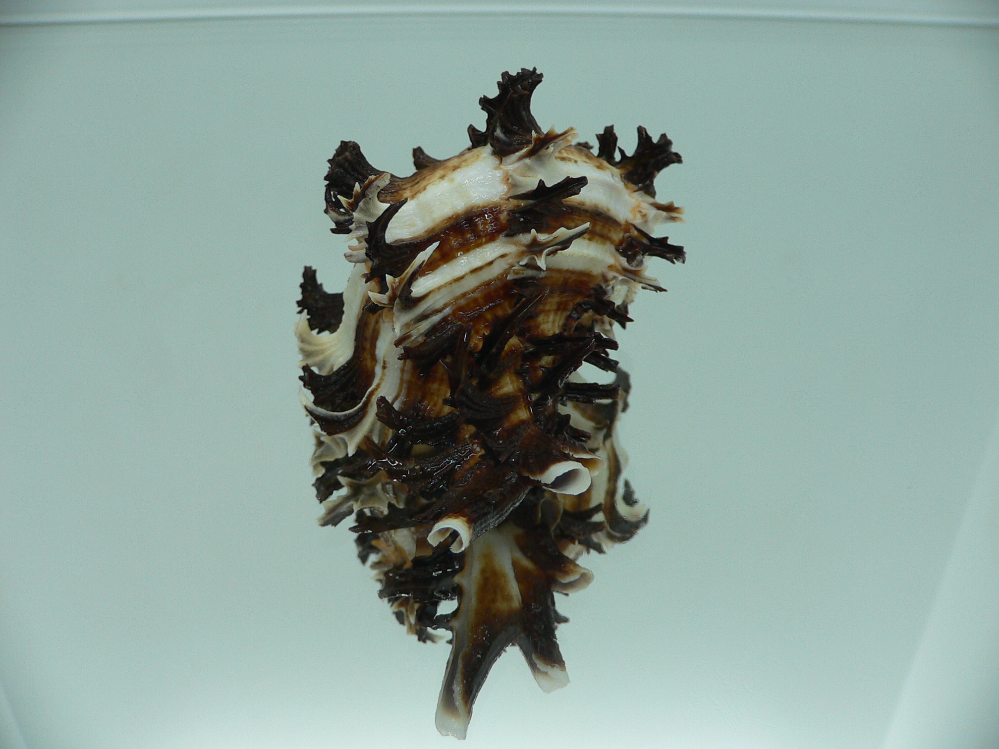 Hexaplex cichoreum cichoreum ELEGANT