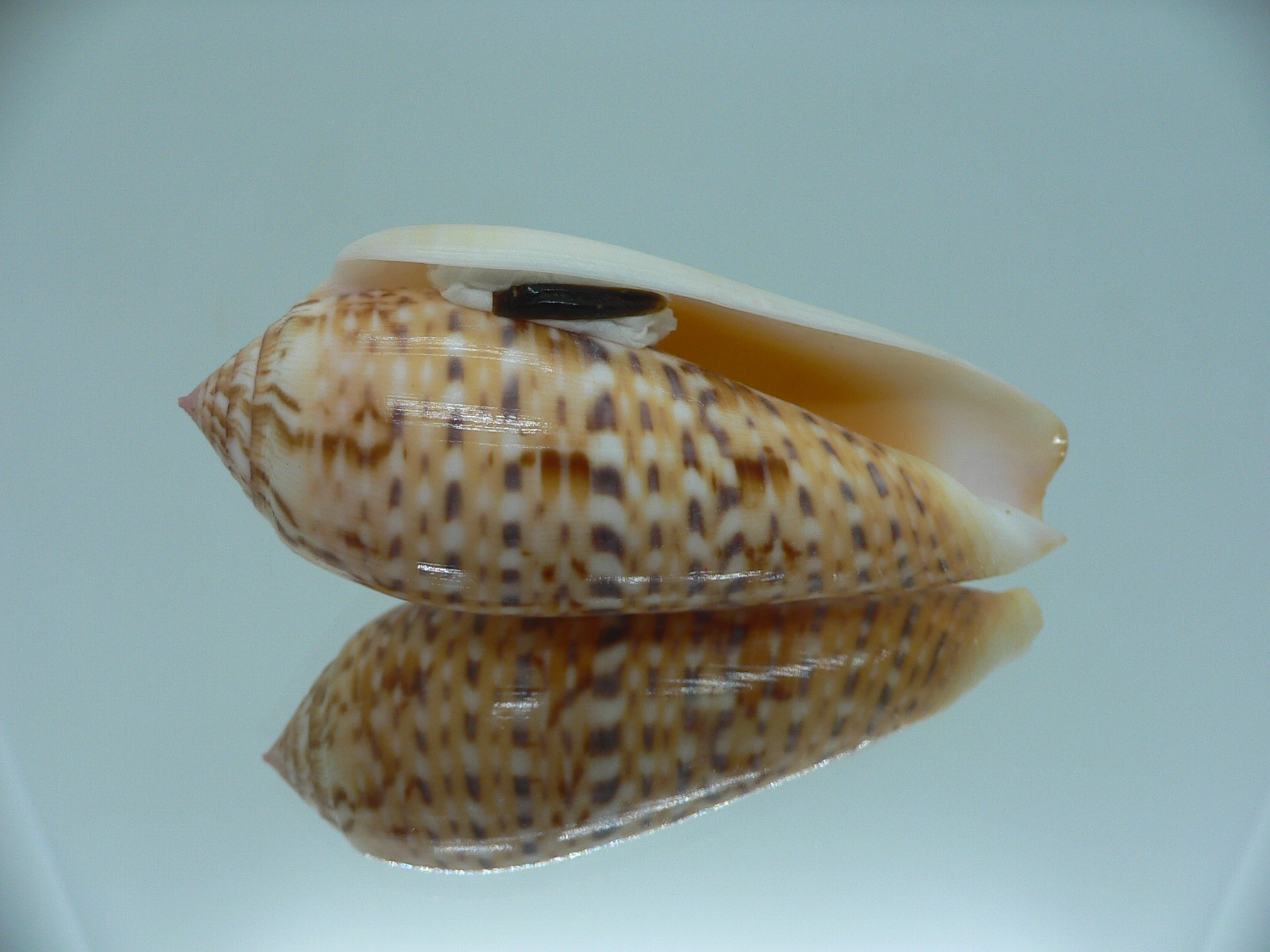 Conus dusaveli IDEAL & SUPER COLORING