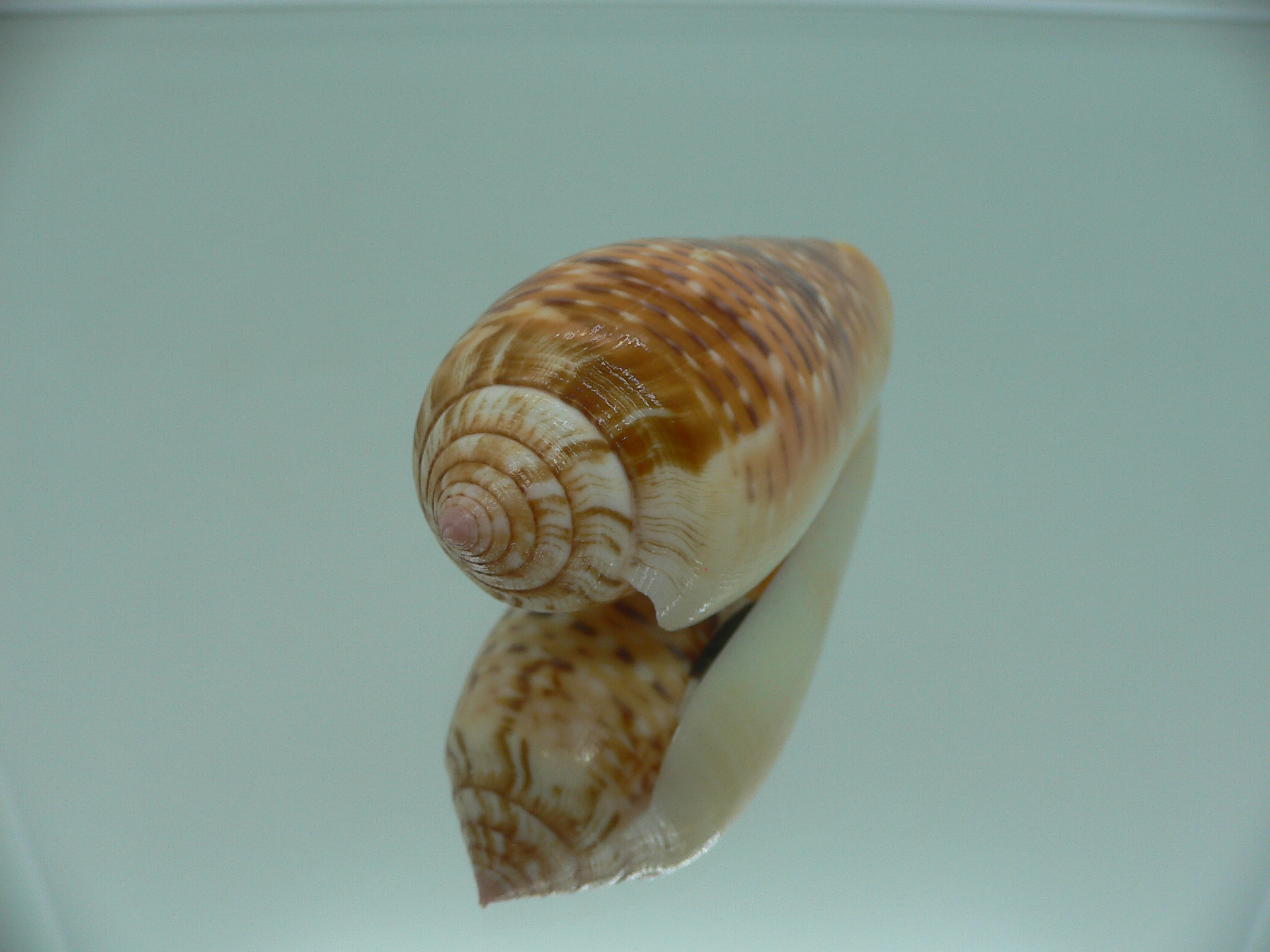 Conus dusaveli IDEAL & SUPER COLORING