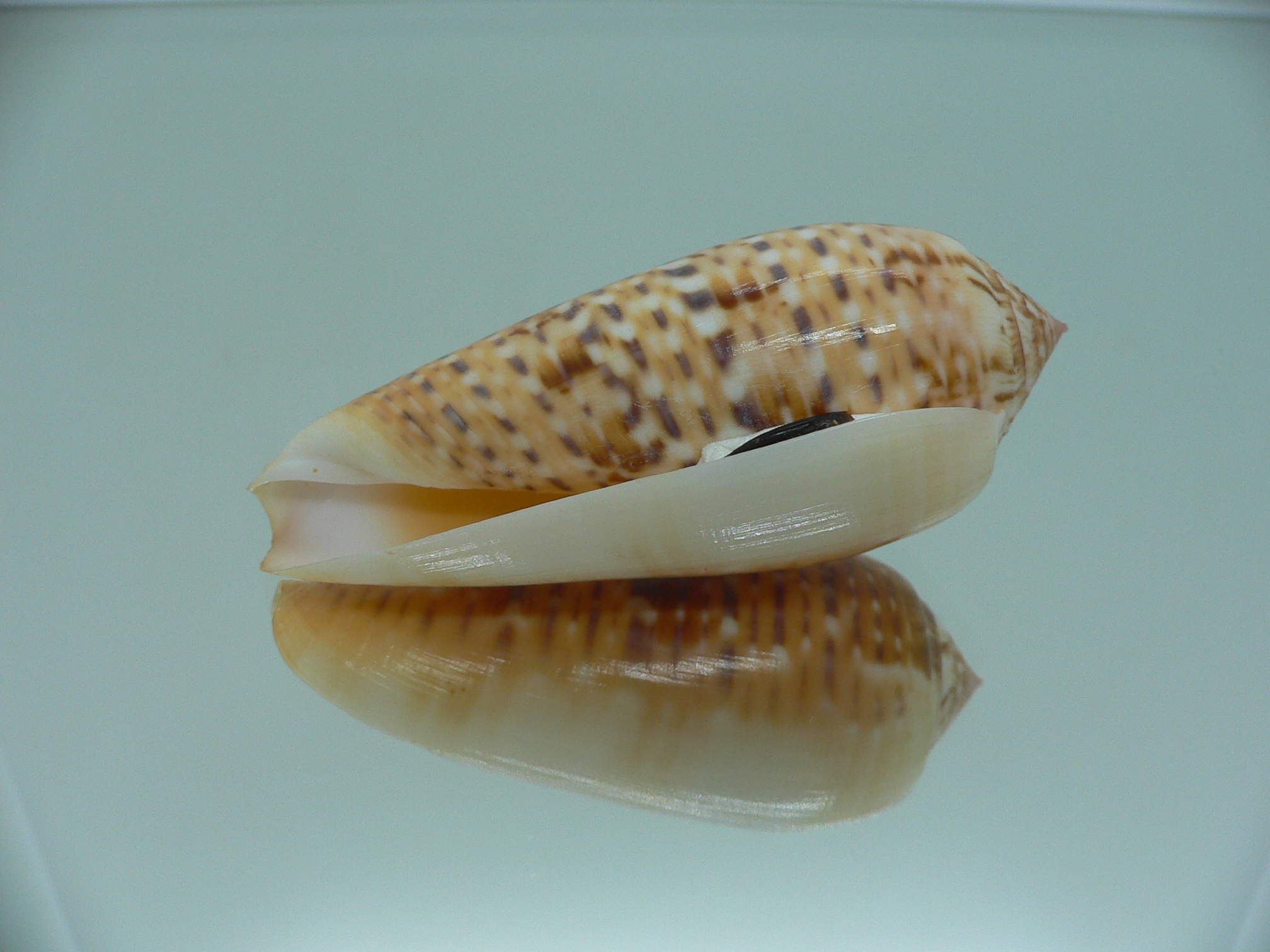 Conus dusaveli IDEAL & SUPER COLORING