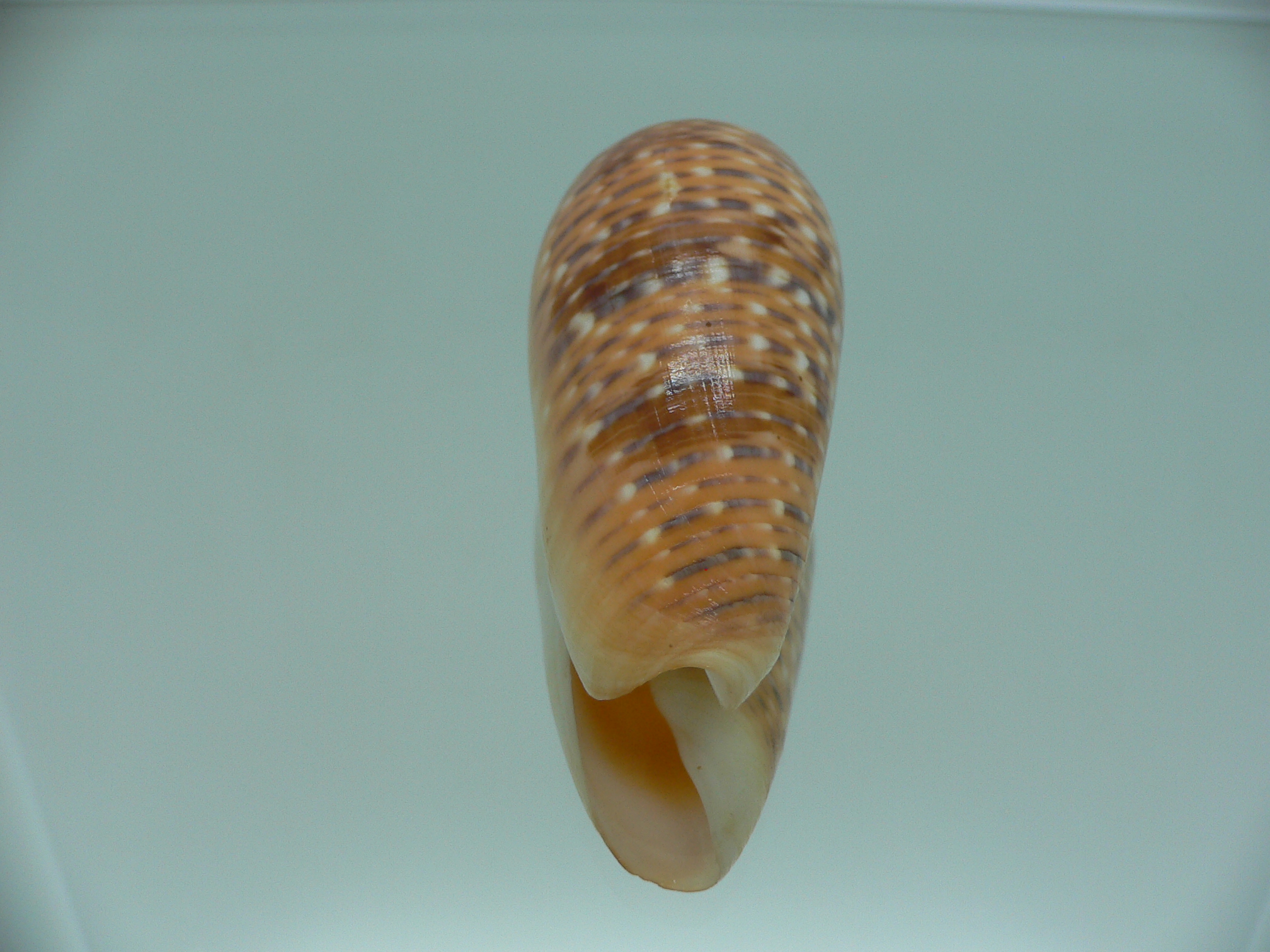 Conus dusaveli IDEAL & SUPER COLORING