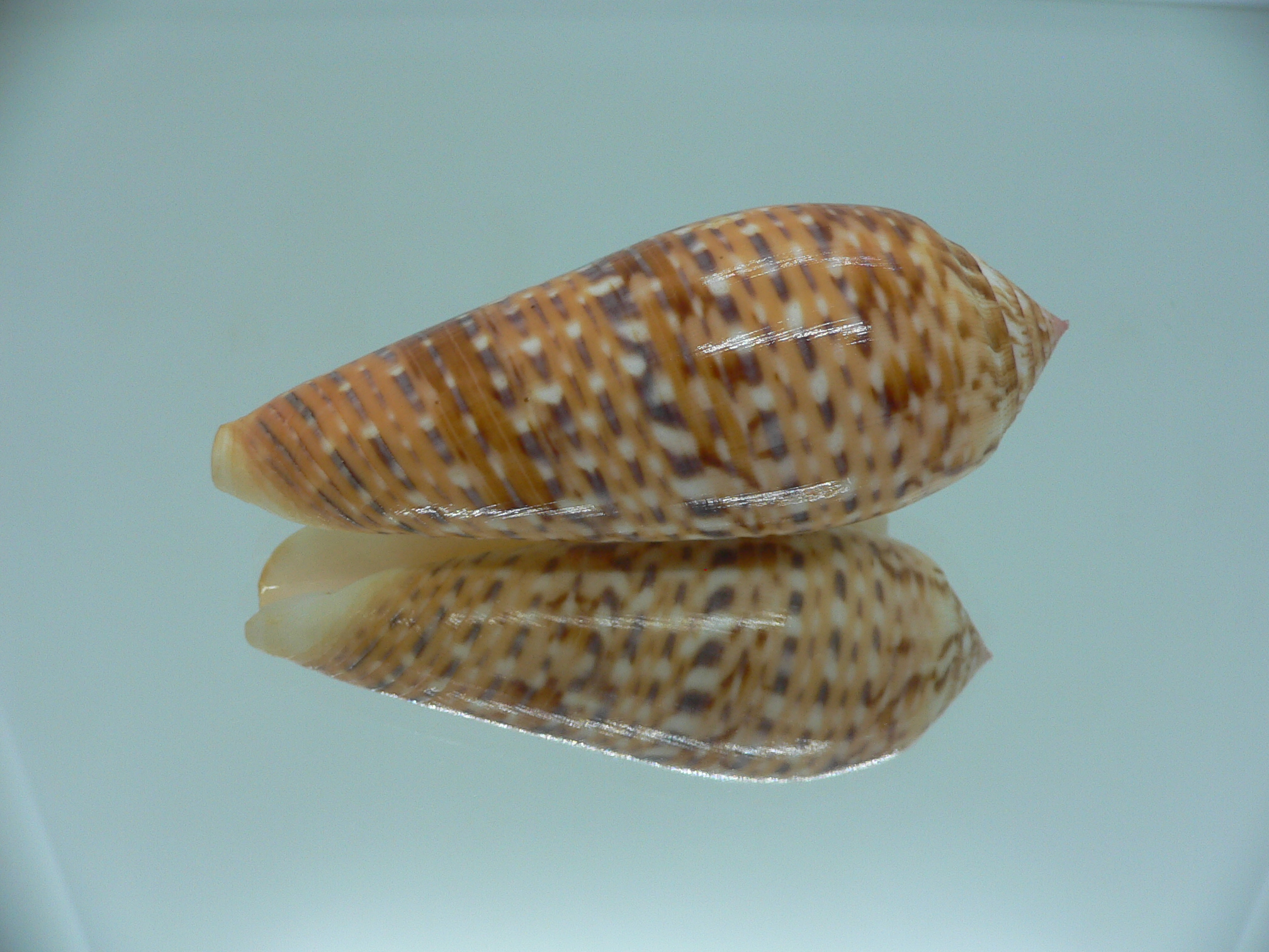 Conus dusaveli IDEAL & SUPER COLORING