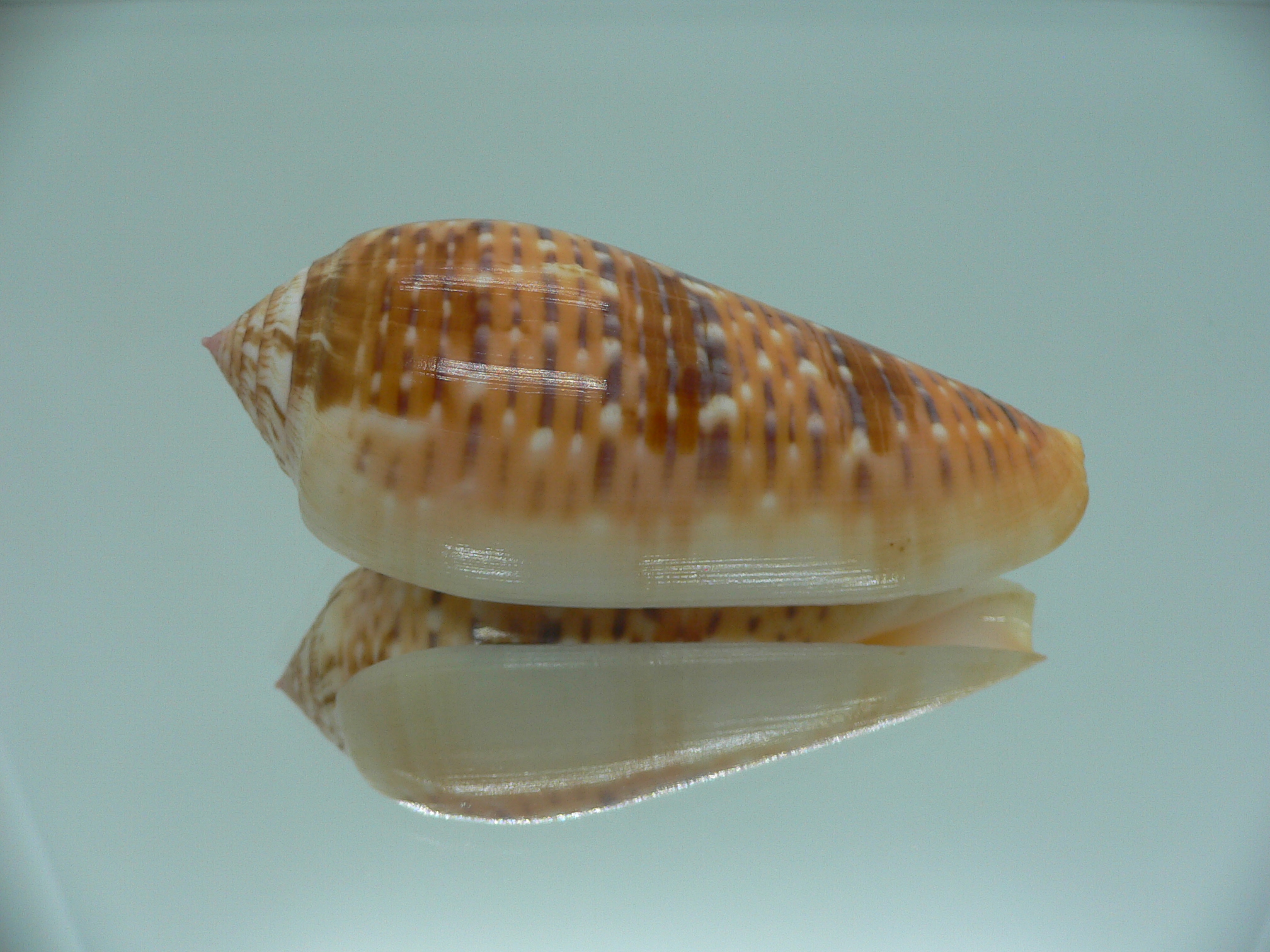 Conus dusaveli IDEAL & SUPER COLORING