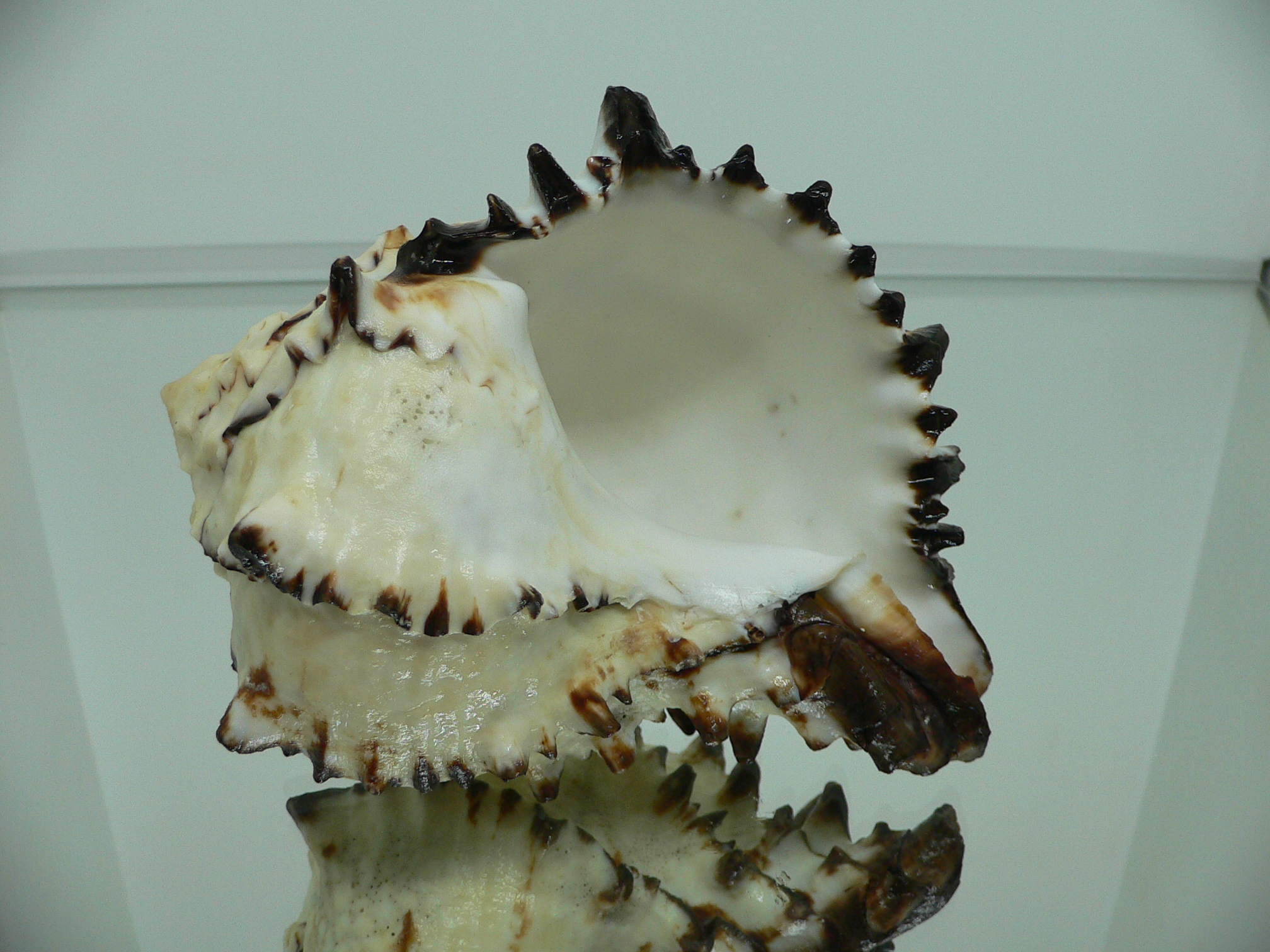 Hexaplex nigritus BIG MONSTER