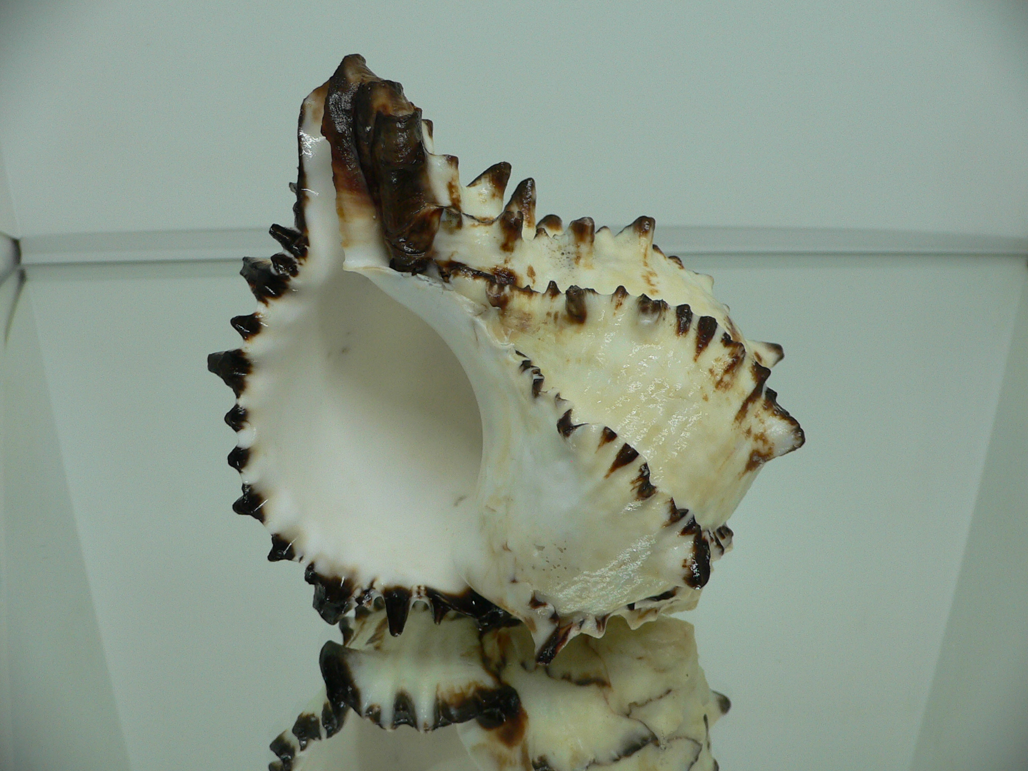 Hexaplex nigritus BIG MONSTER