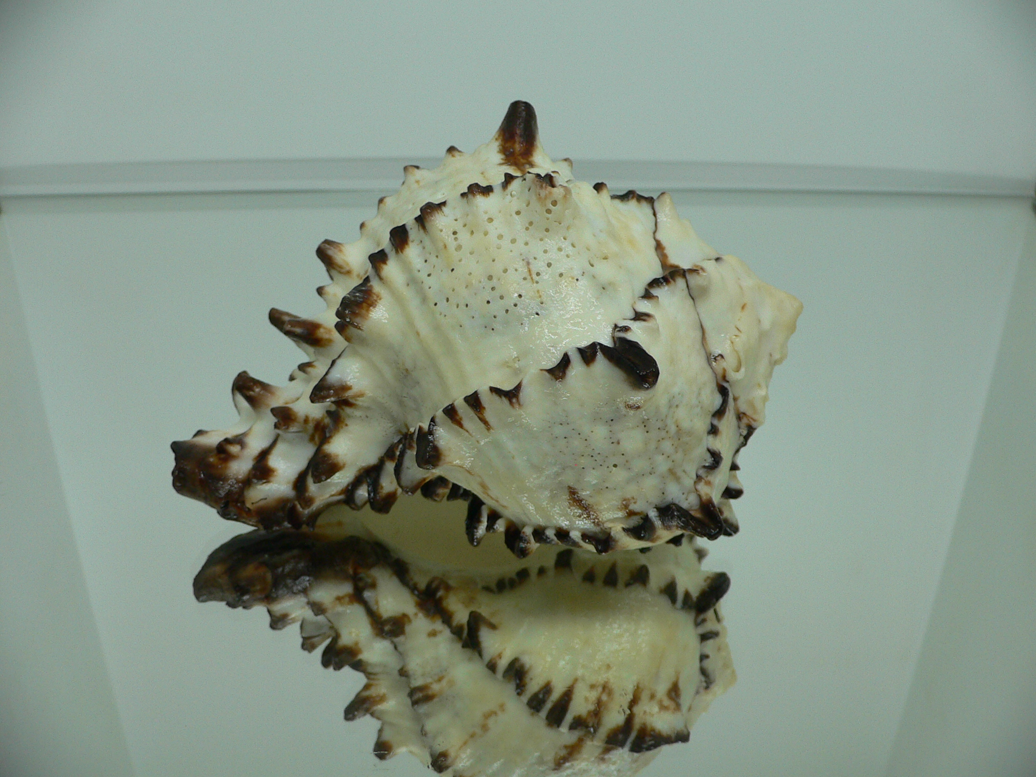 Hexaplex nigritus BIG MONSTER