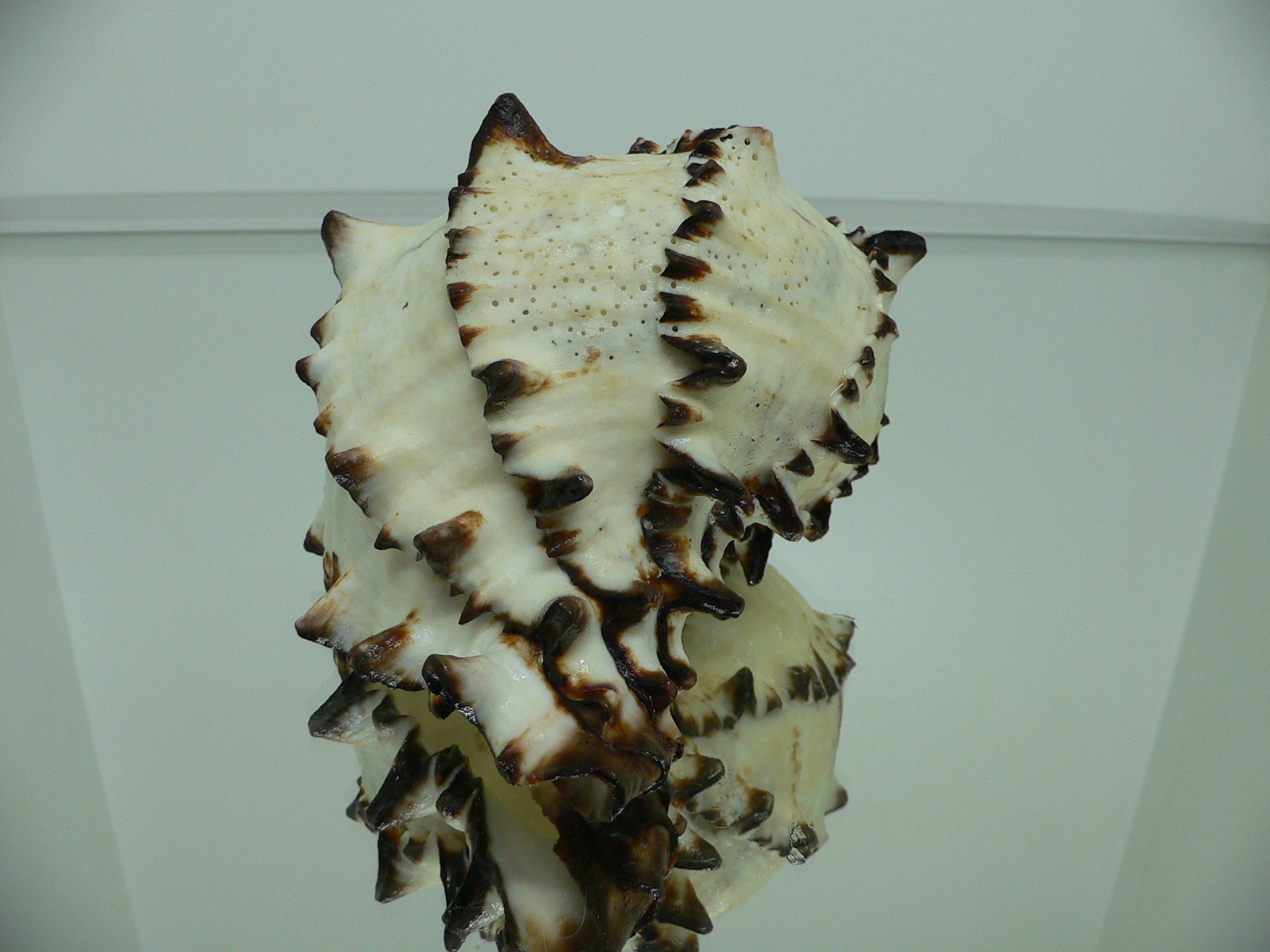 Hexaplex nigritus BIG MONSTER