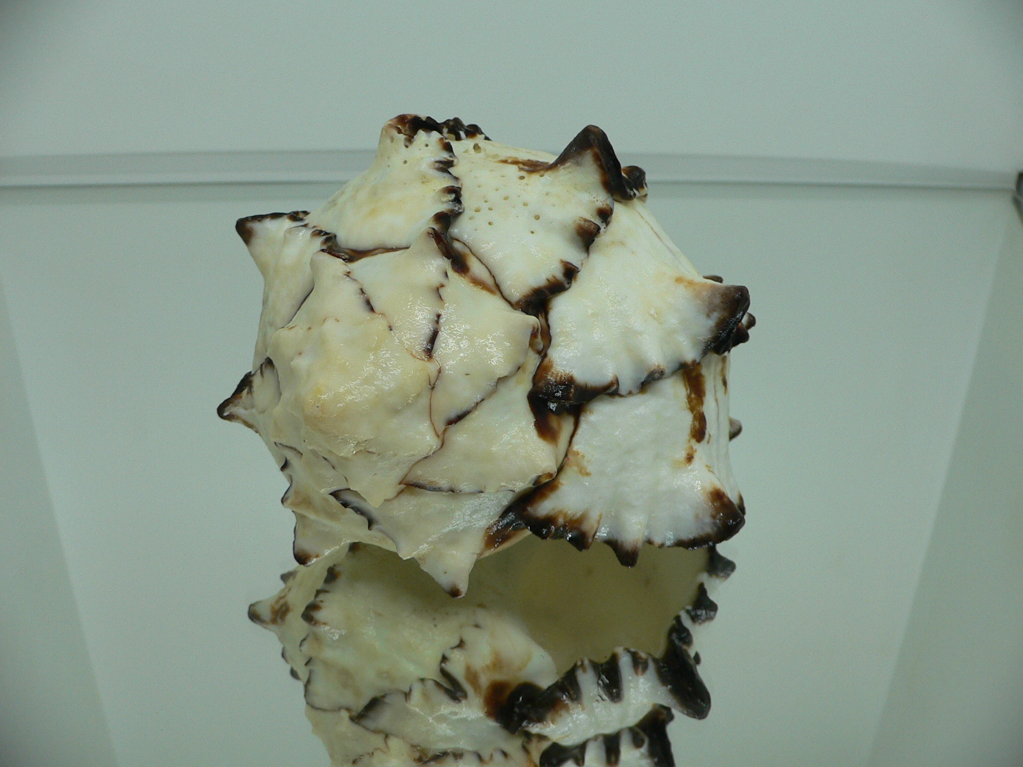 Hexaplex nigritus BIG MONSTER