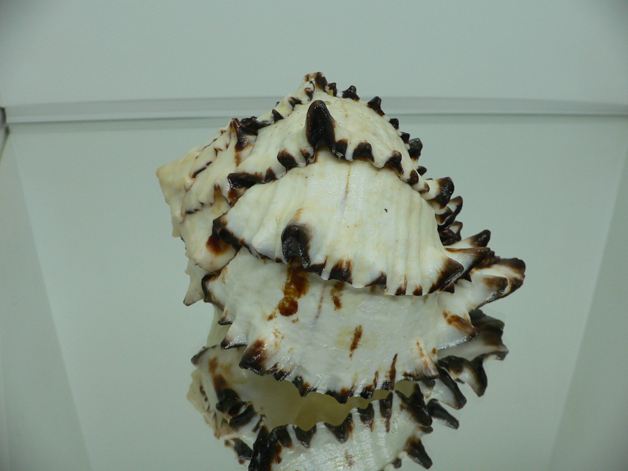 Hexaplex nigritus BIG MONSTER