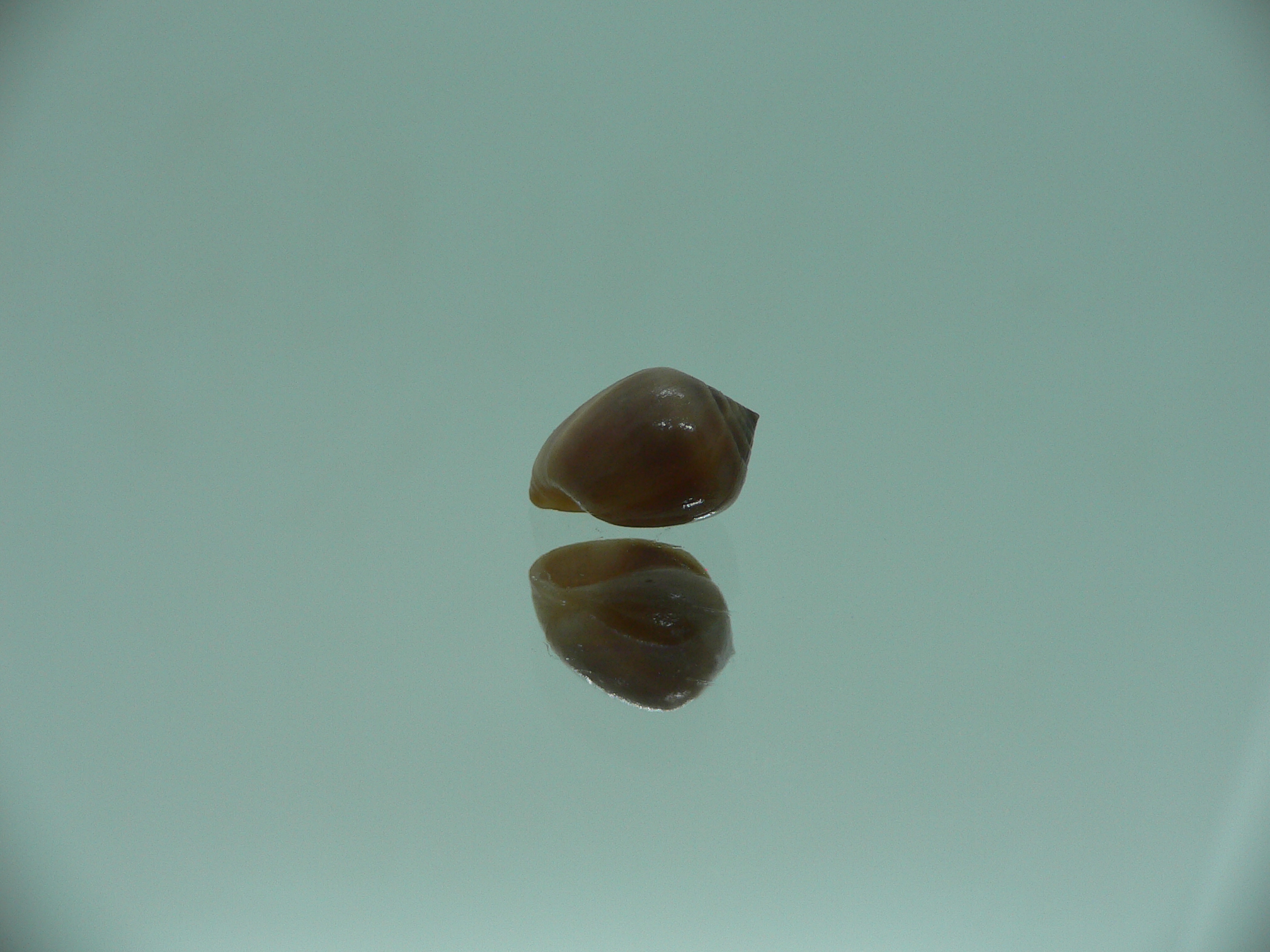 Melampus pascus GIANT