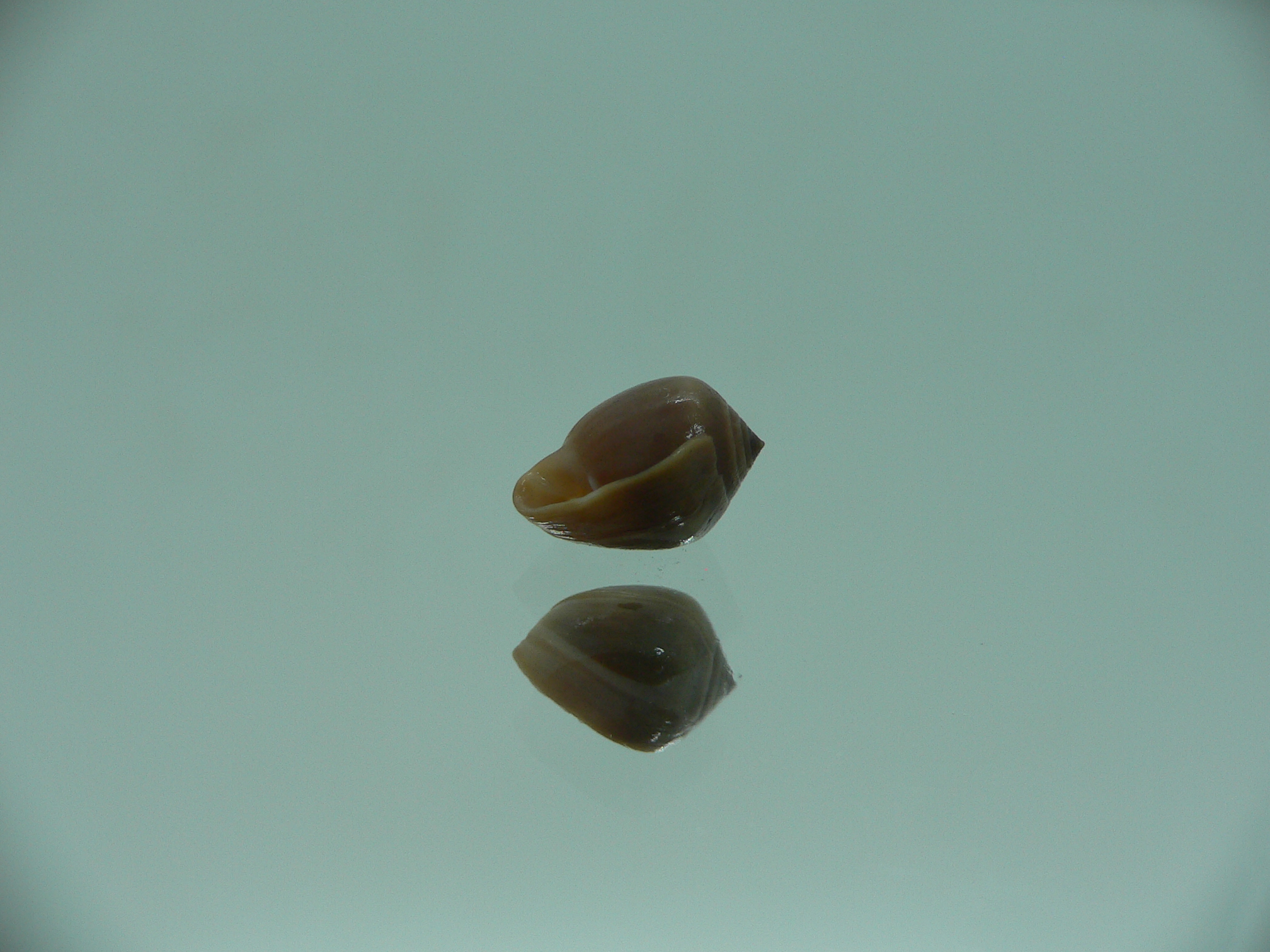 Melampus pascus GIANT